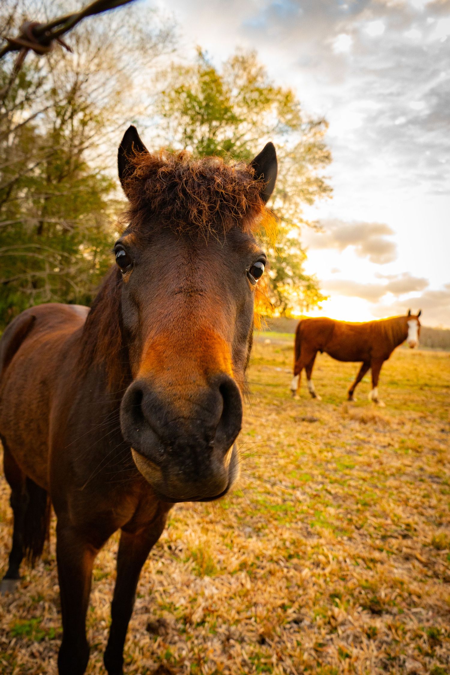 Close-up of a brown horse with curious expression at sunset with another horse grazing in background on autumn field.