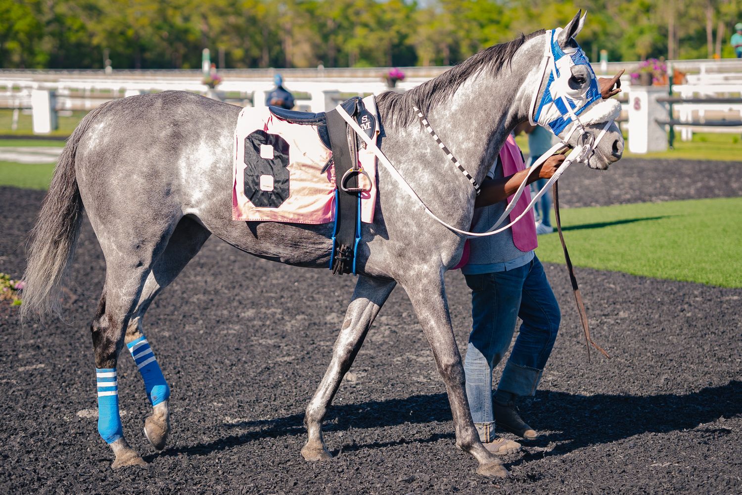 Grey racehorse with number 8 being led by handler at racetrack.