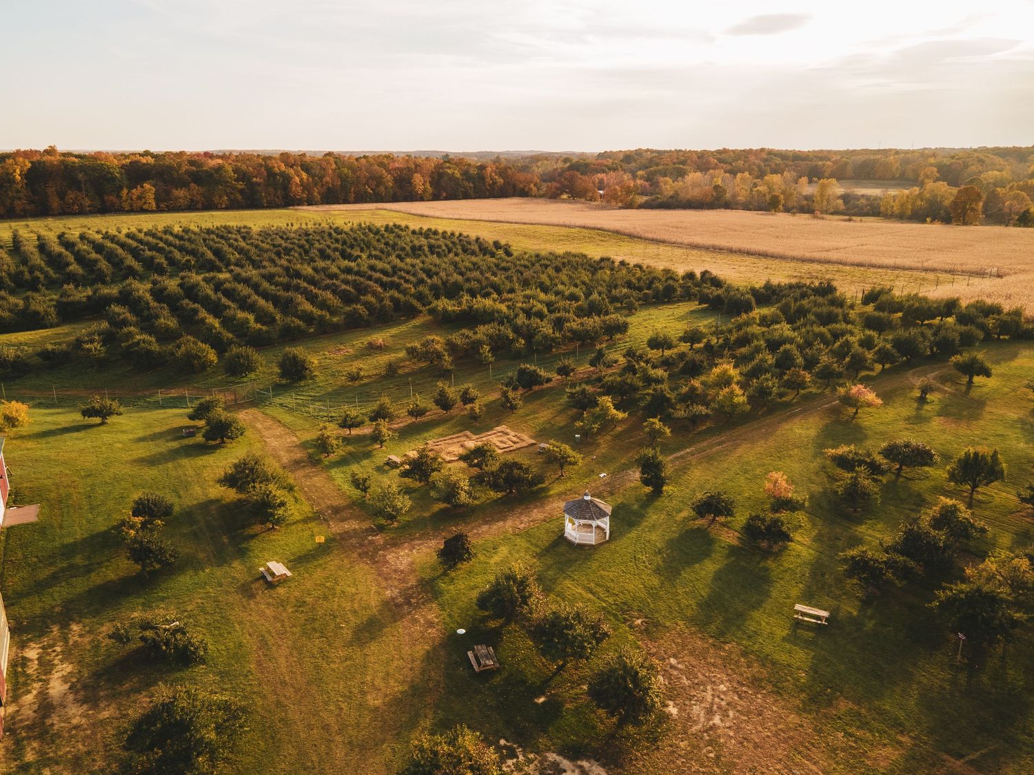 drone photo in fall of orchard and corn maze