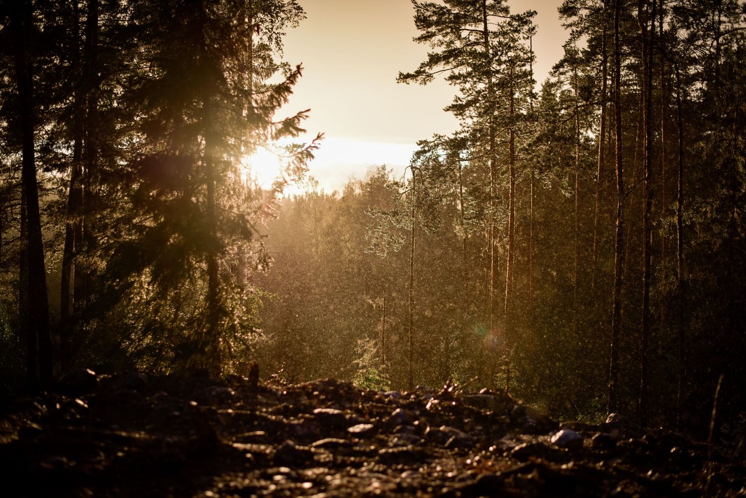 Naturfotografi, Naturfotograf, Prints, Ånge