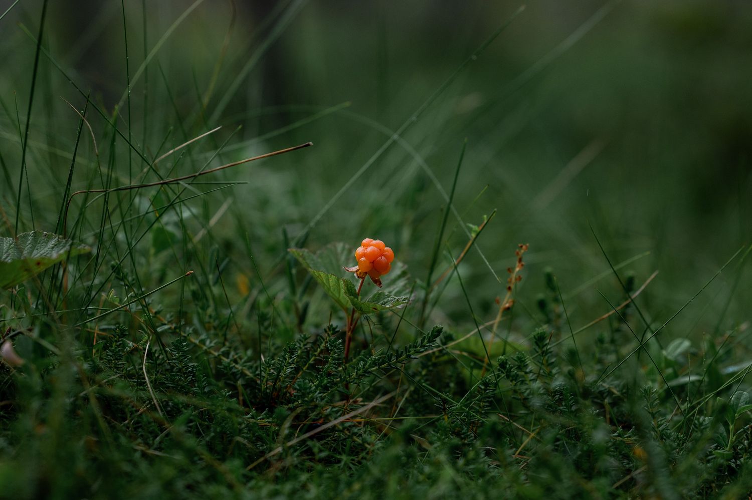 Naturfotografi: Hjortron i Norrland