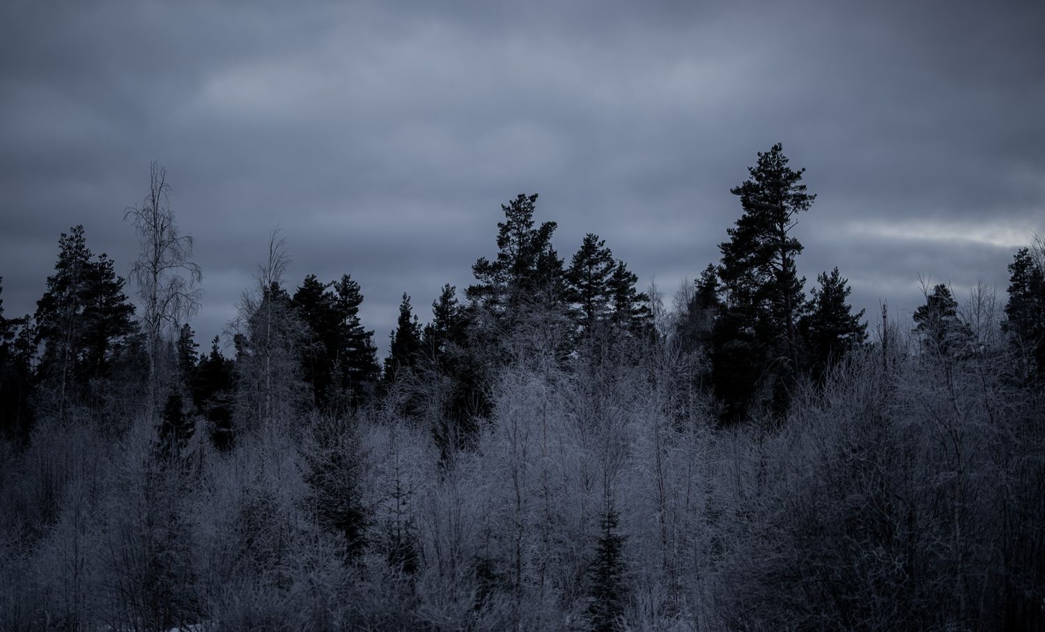 Naturfotografi, Naturfotograf, Prints, Ånge, Bildbank