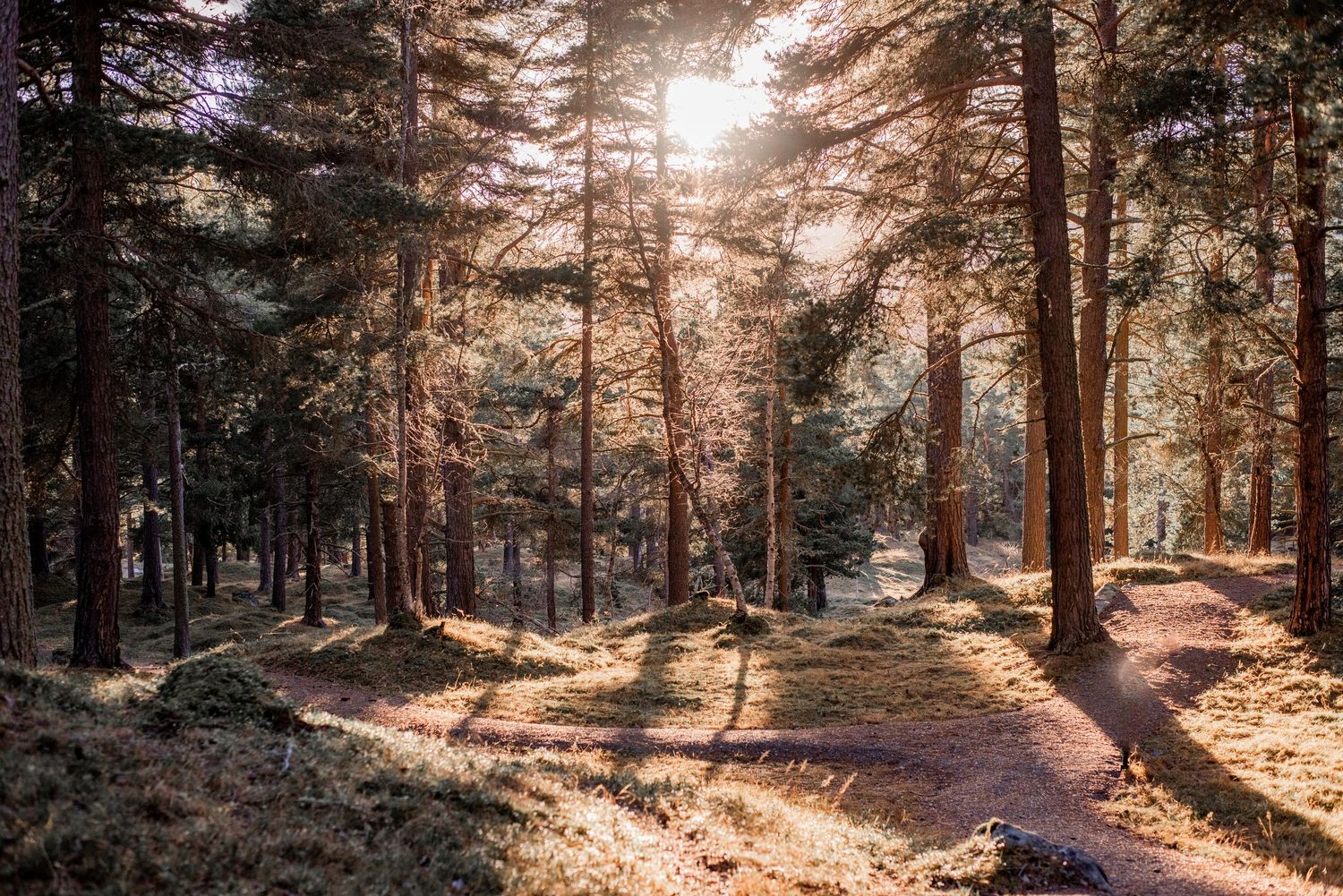 Naturfotografi, Naturfotograf, Prints, Ånge