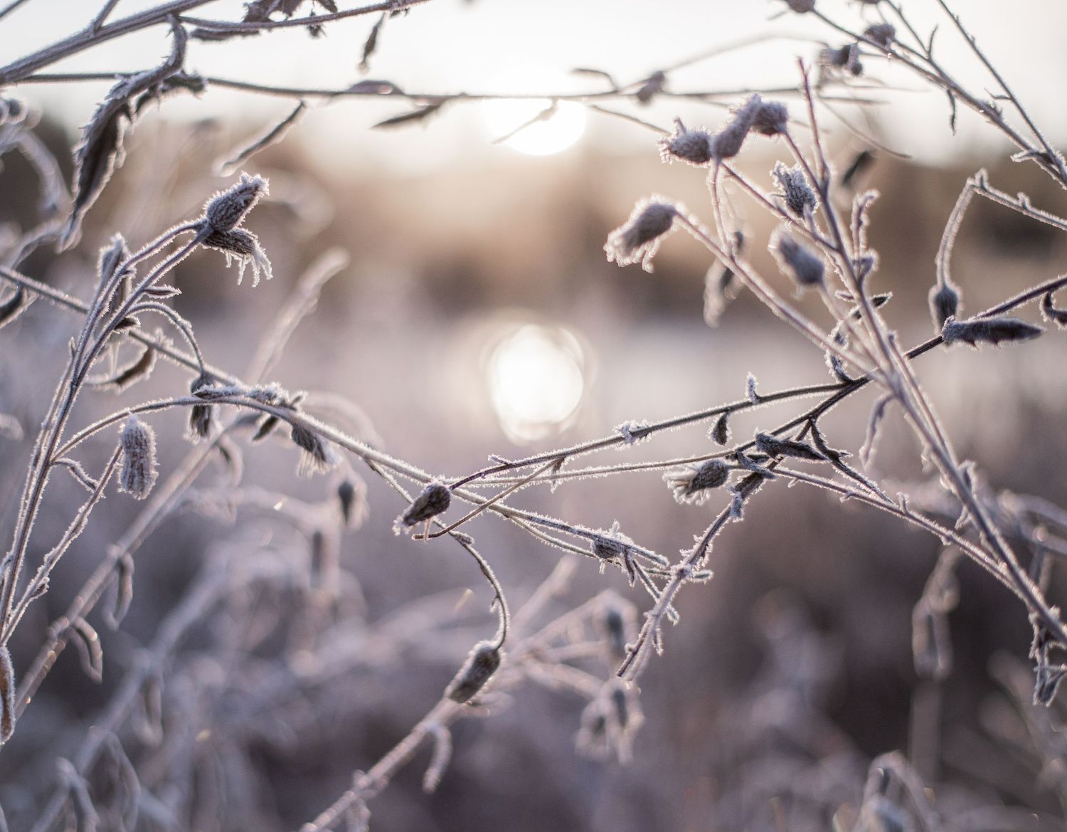 Naturfotografi, Naturfotograf, Prints, Ånge