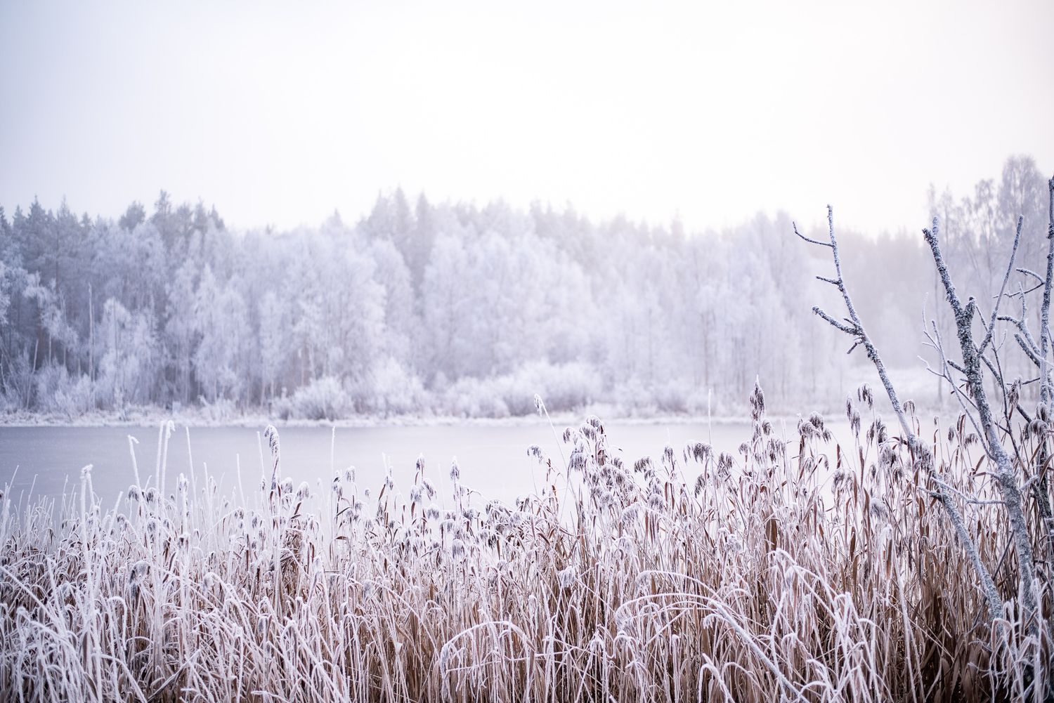 Naturfotografi, Naturfotograf, Prints, Ånge