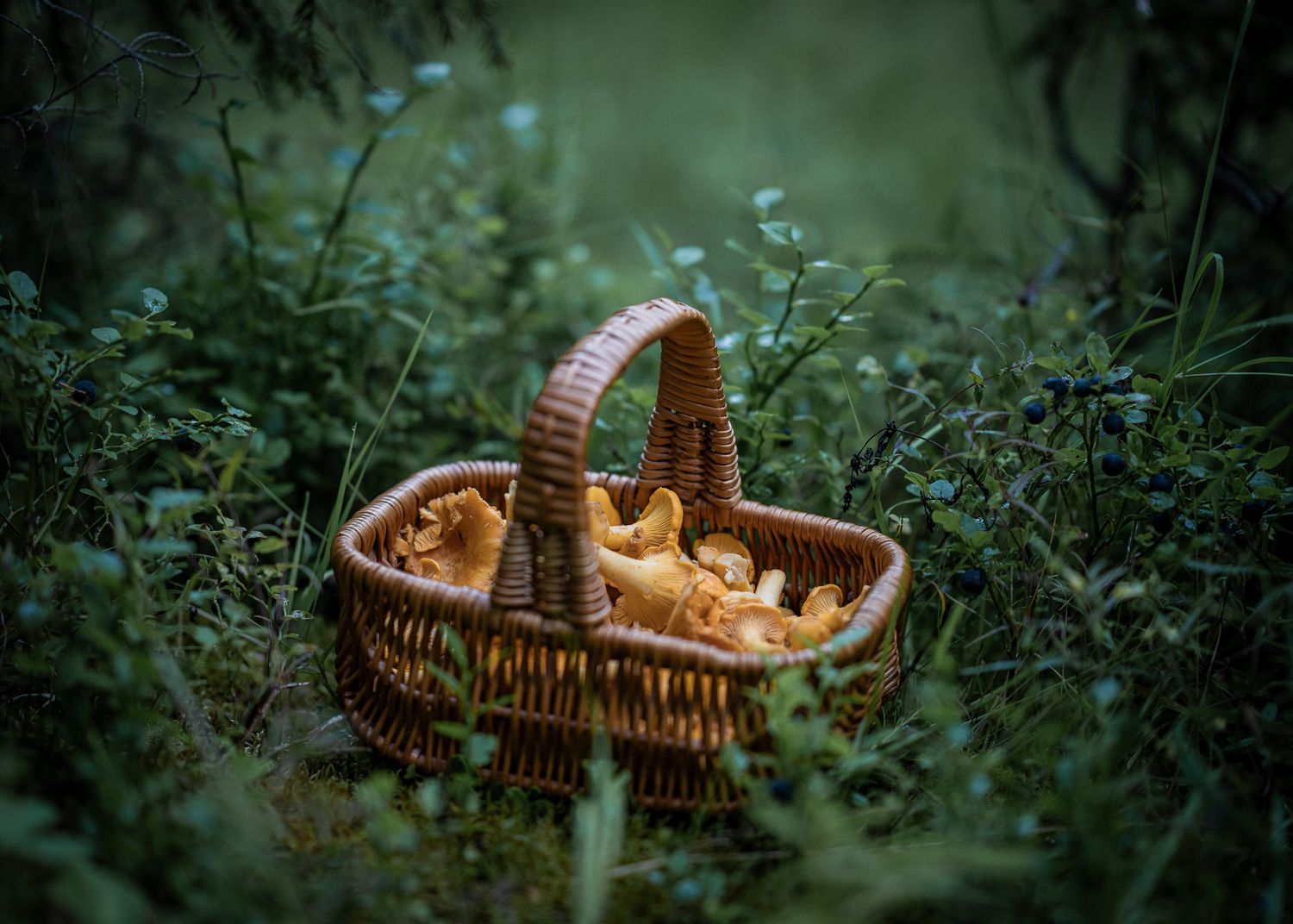 Naturfotografi: Kantarellkorg