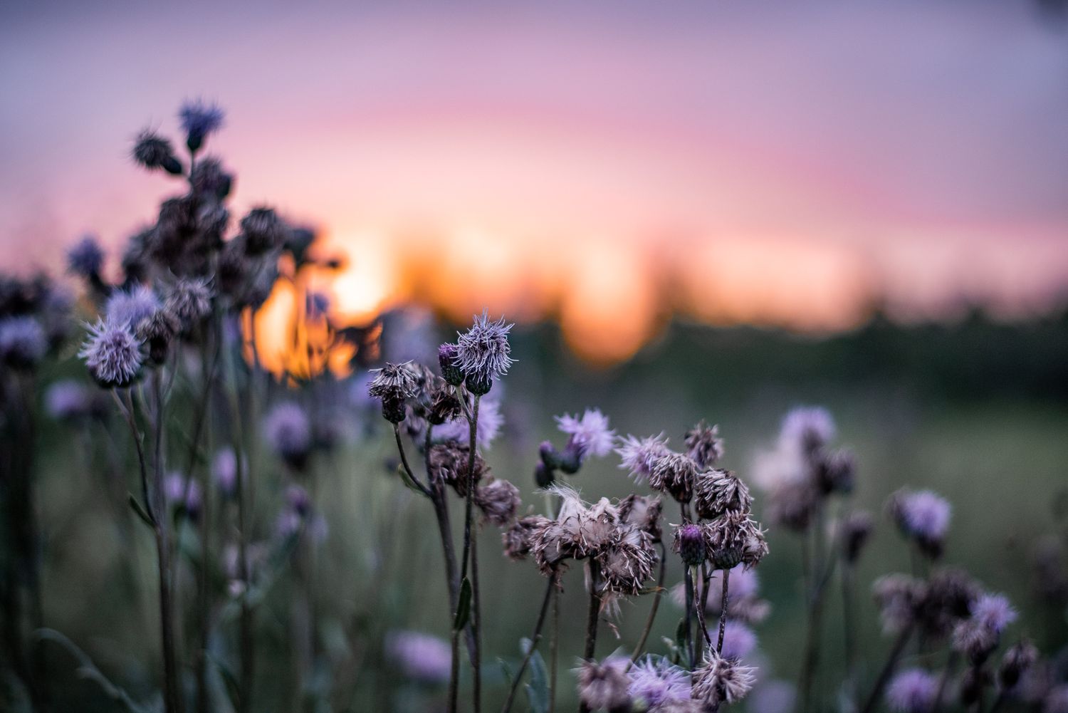 Naturfotografi, Naturfotograf, Prints, Ånge, Bildbank, Företagsfotografering