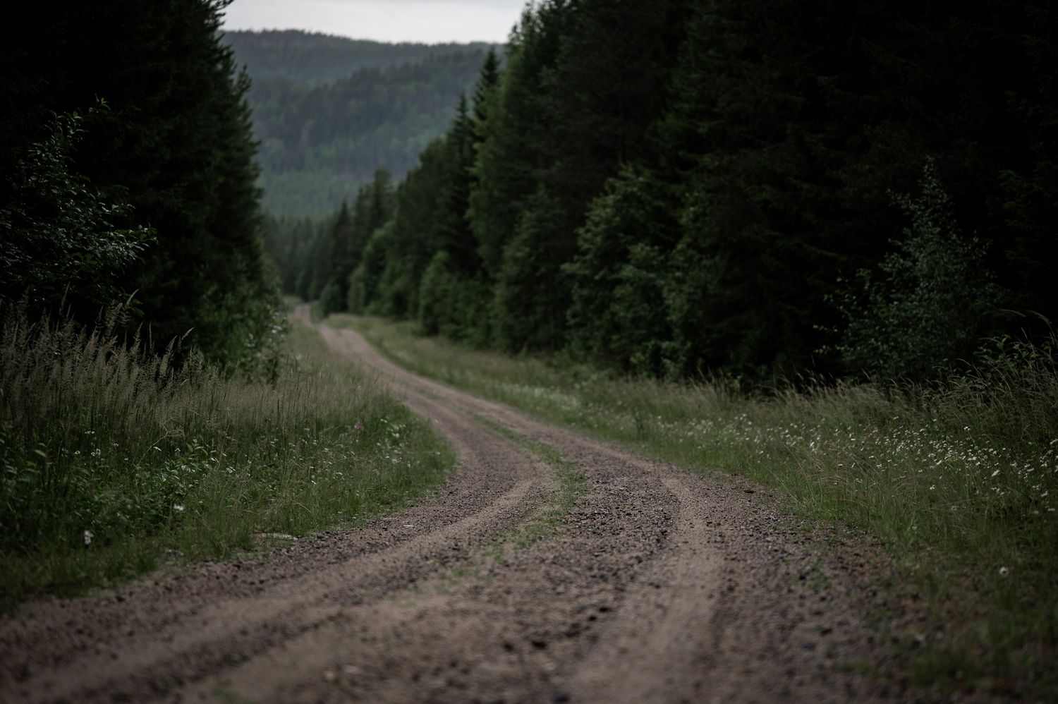 Naturfotografi: Skogsbilväg i Norrland