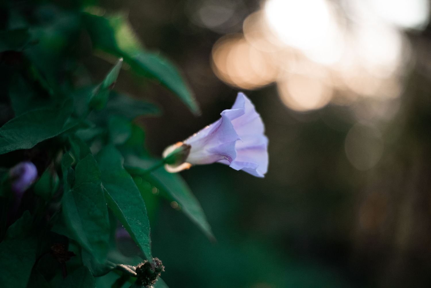 Naturfotografi, Naturfotograf, Prints, Ånge