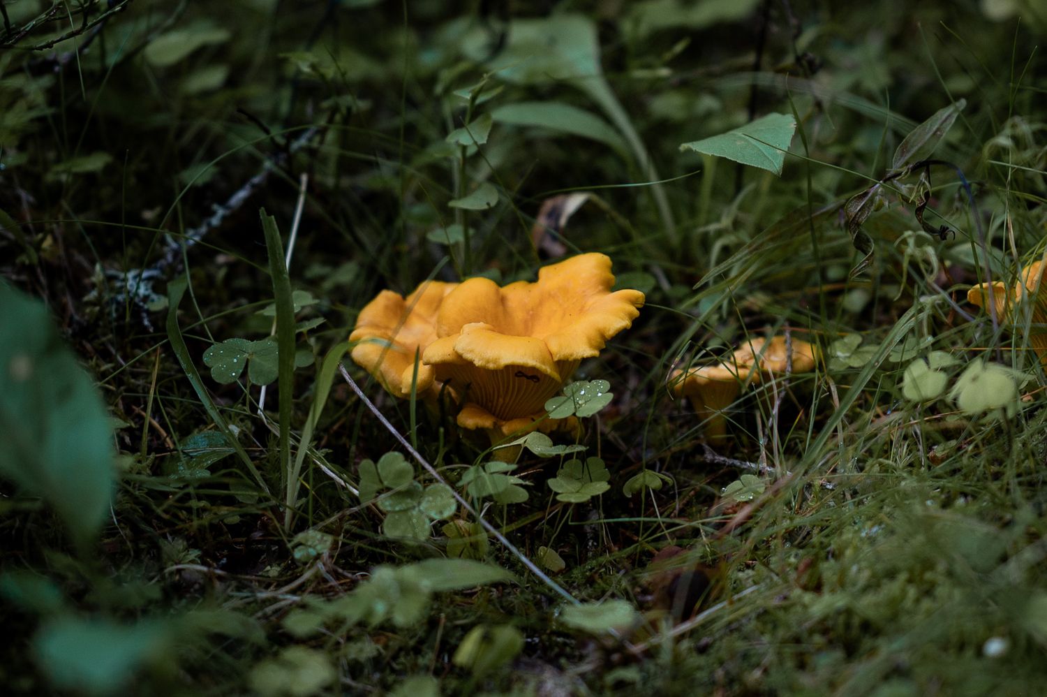 Naturfotografi: Kantareller