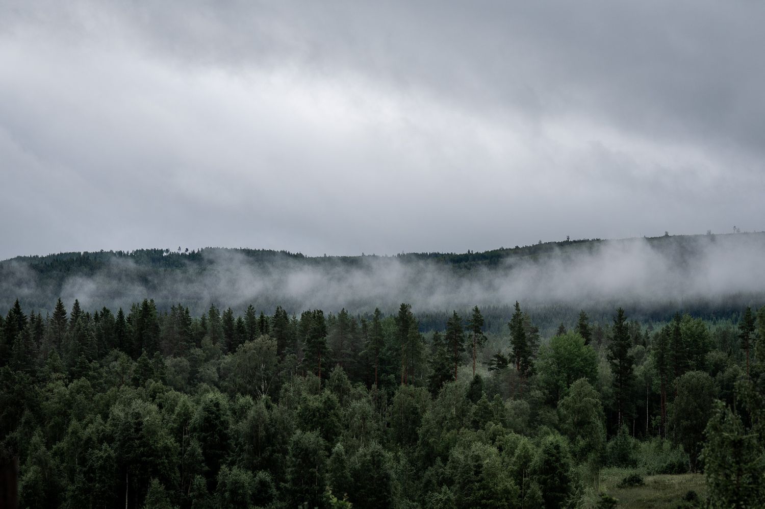 Naturfotografi: Morgondimma