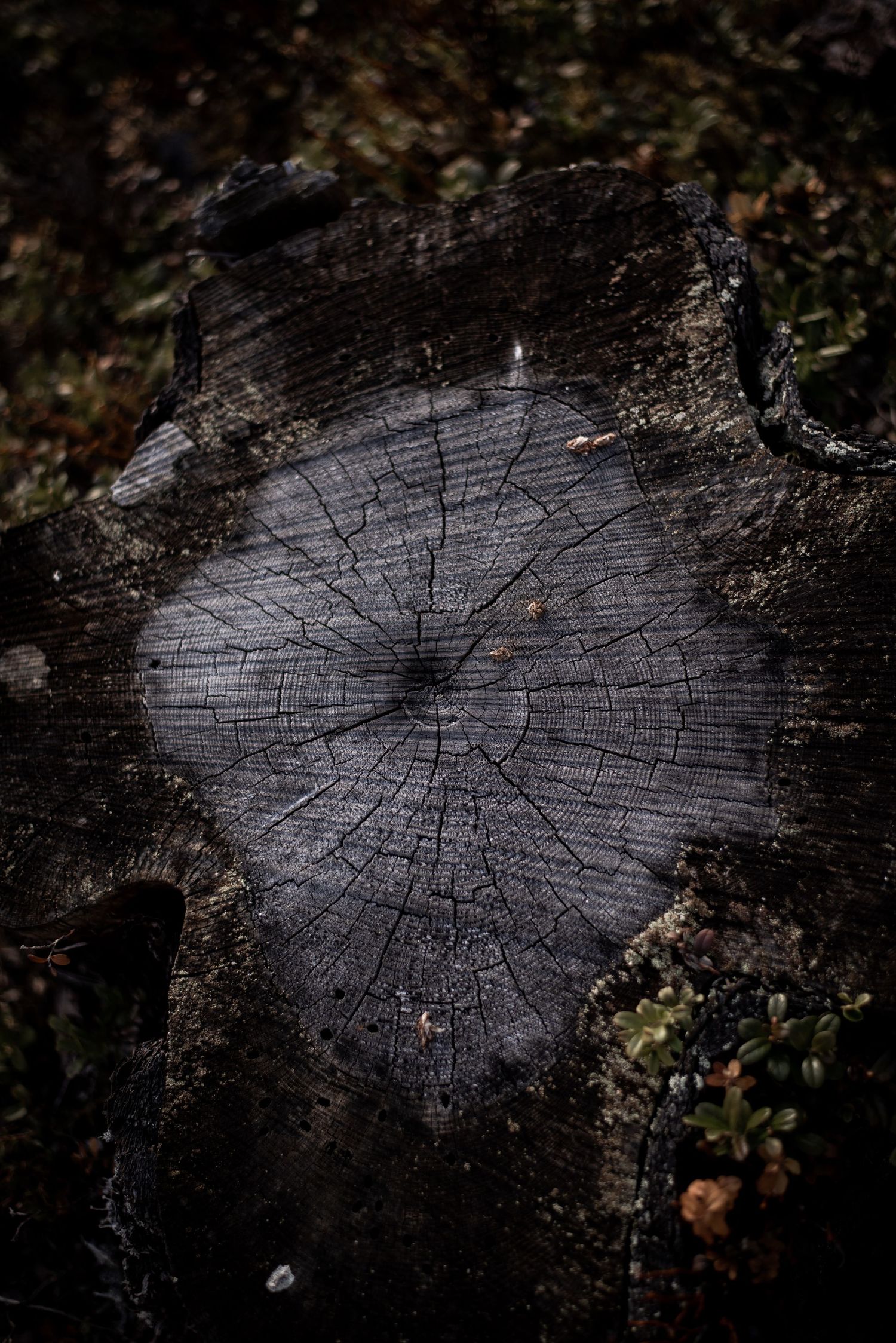 Naturfotografi, Naturfotograf, Prints, Ånge, Bildbank, Företagsfotografering