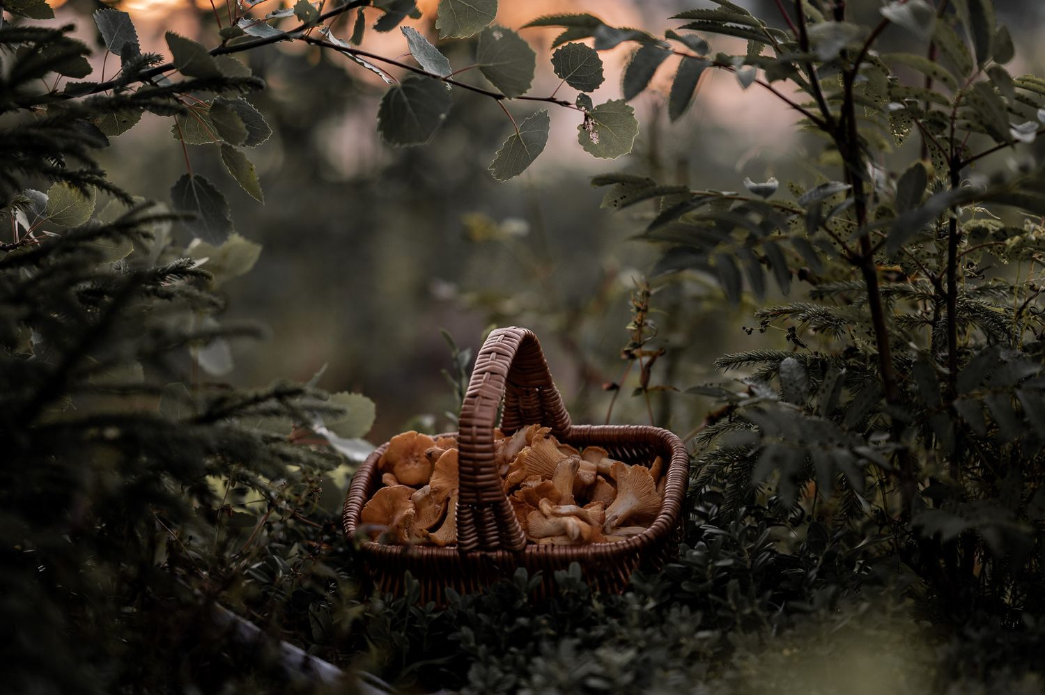 Naturfotografi: svampskogen