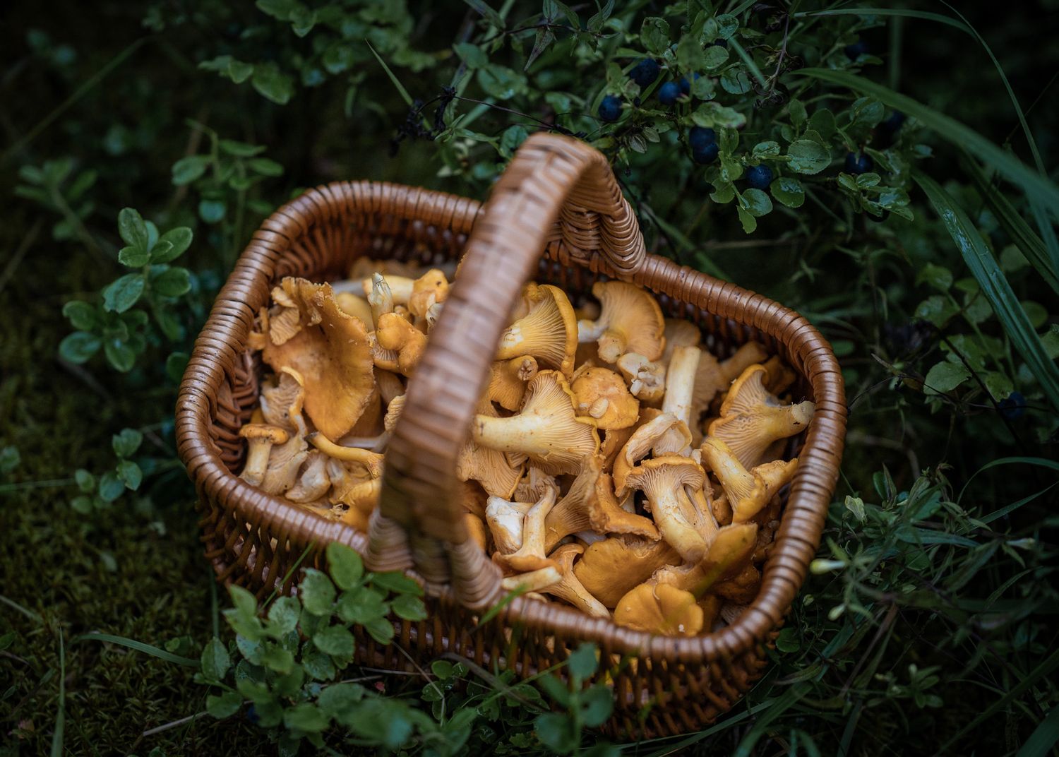 Naturfotografi: Kantareller i skogen