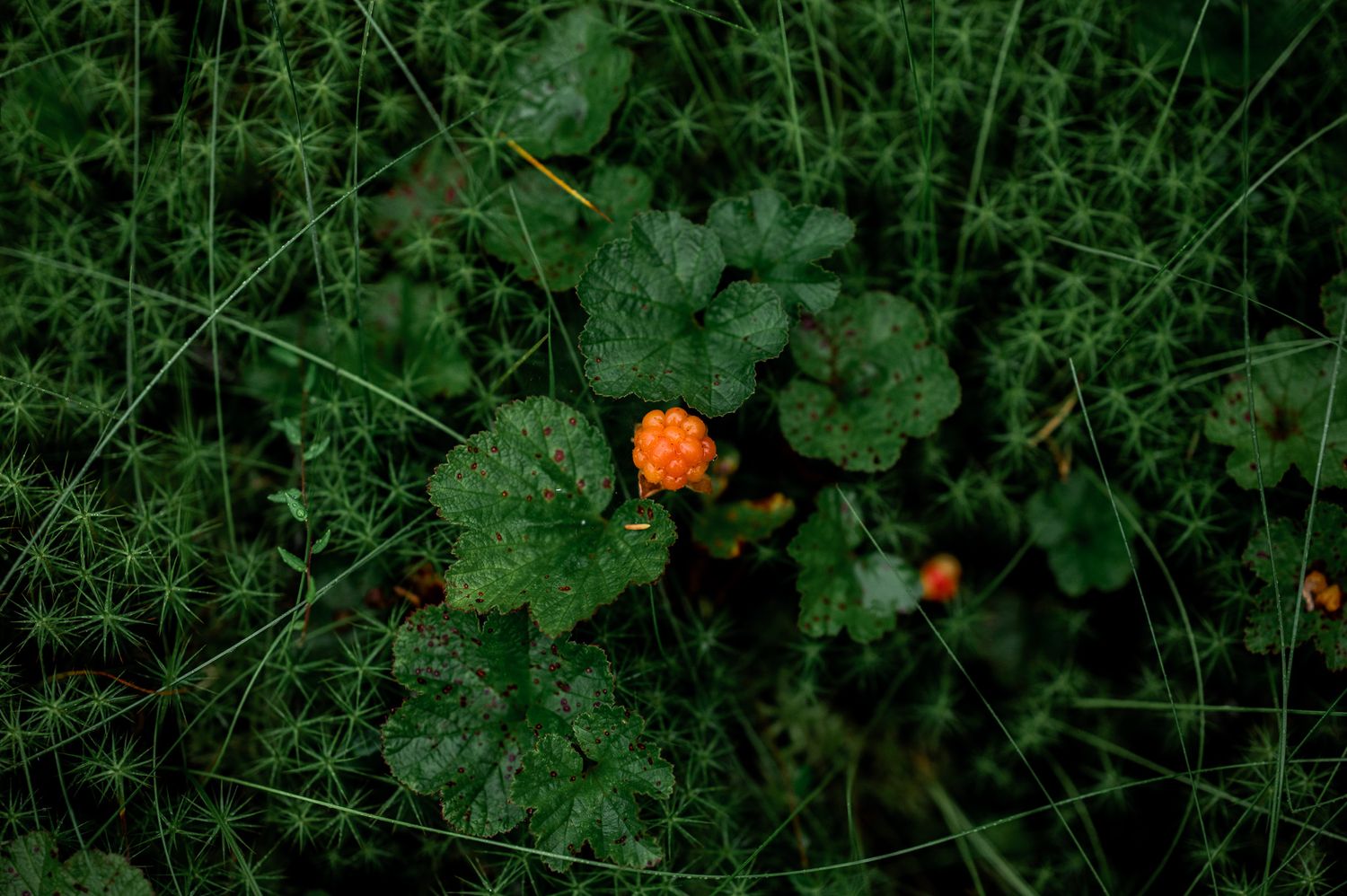 Naturfotografi: Hjortronet