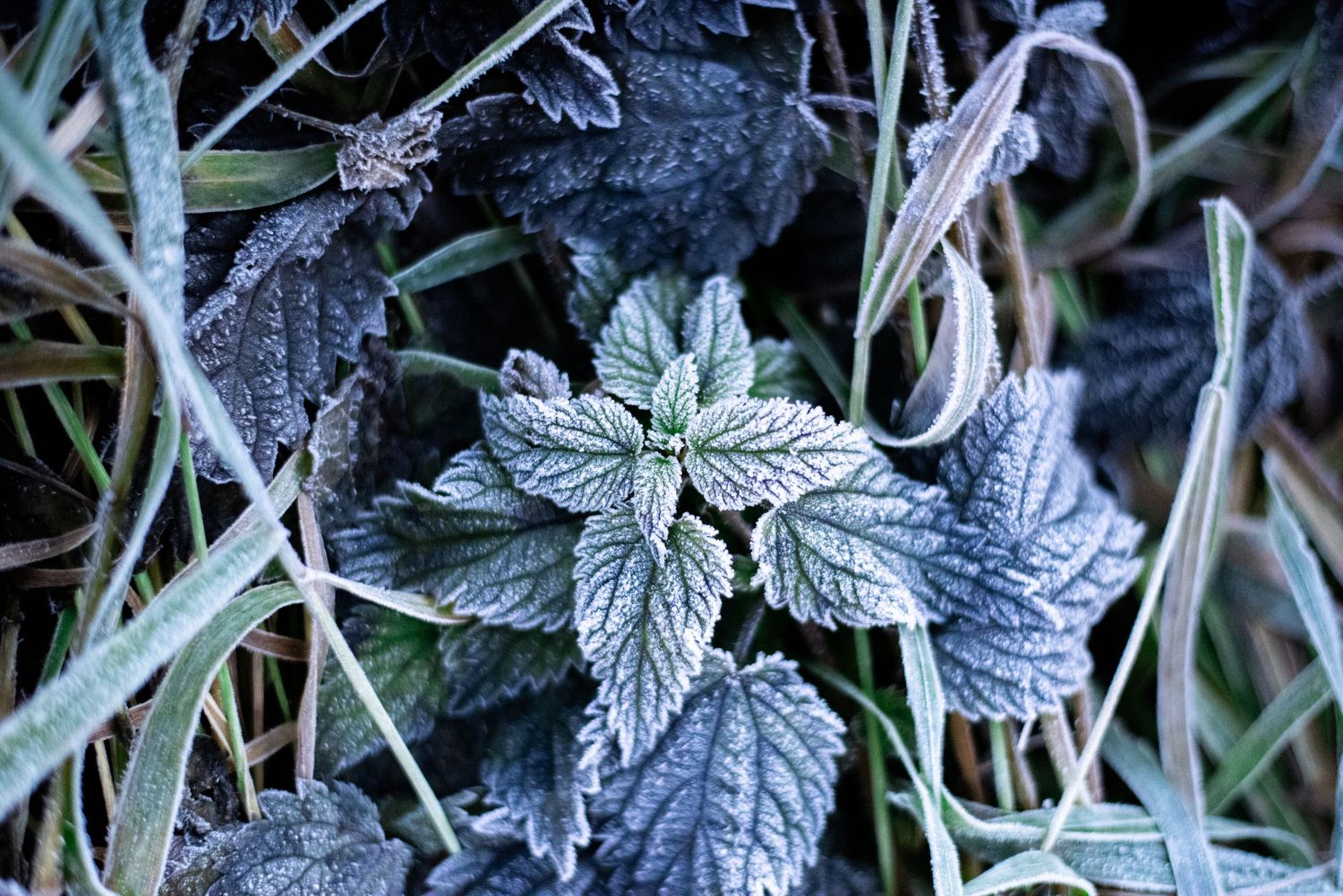 Naturfotografi, Naturfotograf, Prints, Ånge, Bildbank, Företagsfotografering
