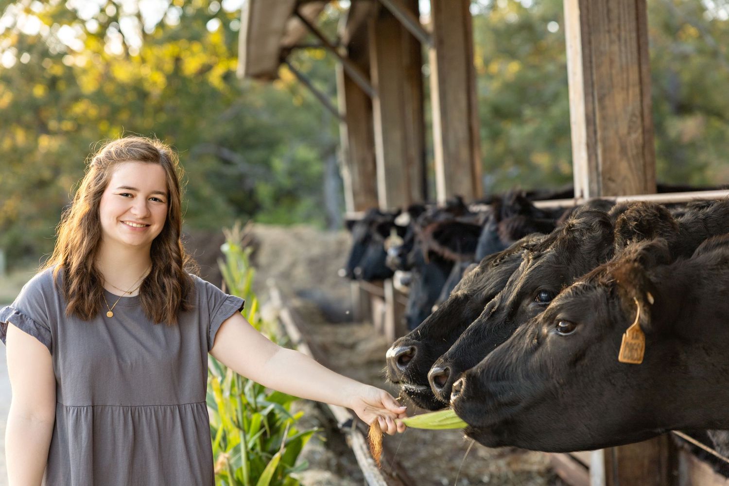 Person in grey dress interacts with dairy cows through barn fence.