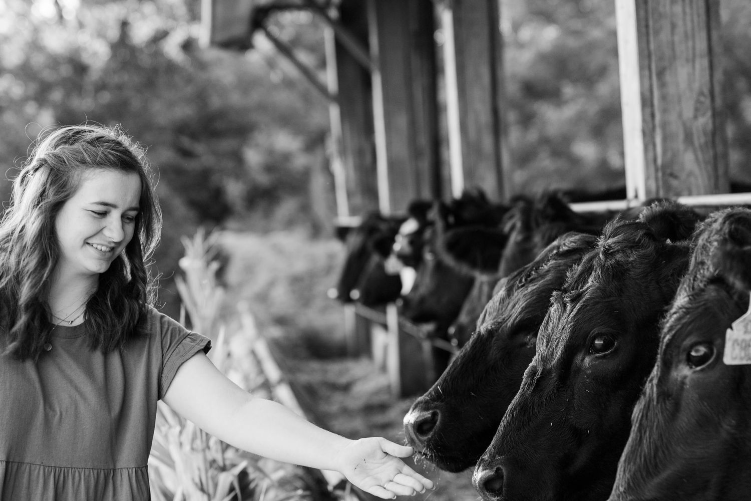 A candid black and white photo showing gentle interaction with cows in a barn stall.