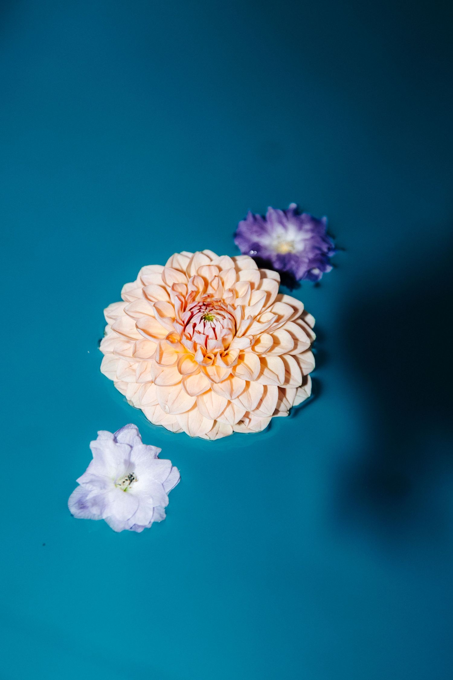 Peach dahlia and purple flowers floating on turquoise background in artistic composition.