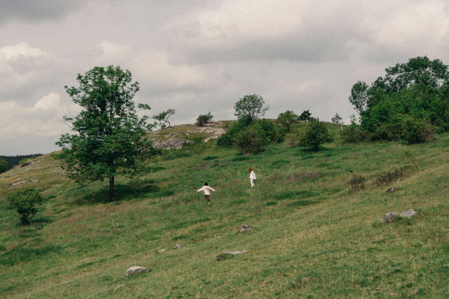Rolling green hillside with scattered trees and rocks creates a peaceful pastoral landscape in natural lighting.