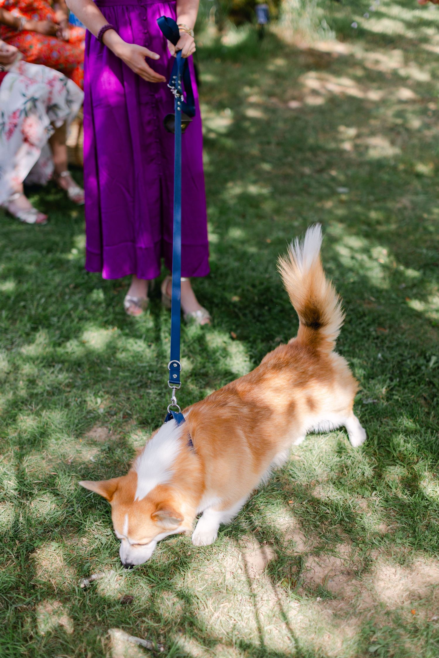 L'adorable chien corgi en laisse bleue renifle l'herbe lors d'une cérémonie de mariage en plein air.