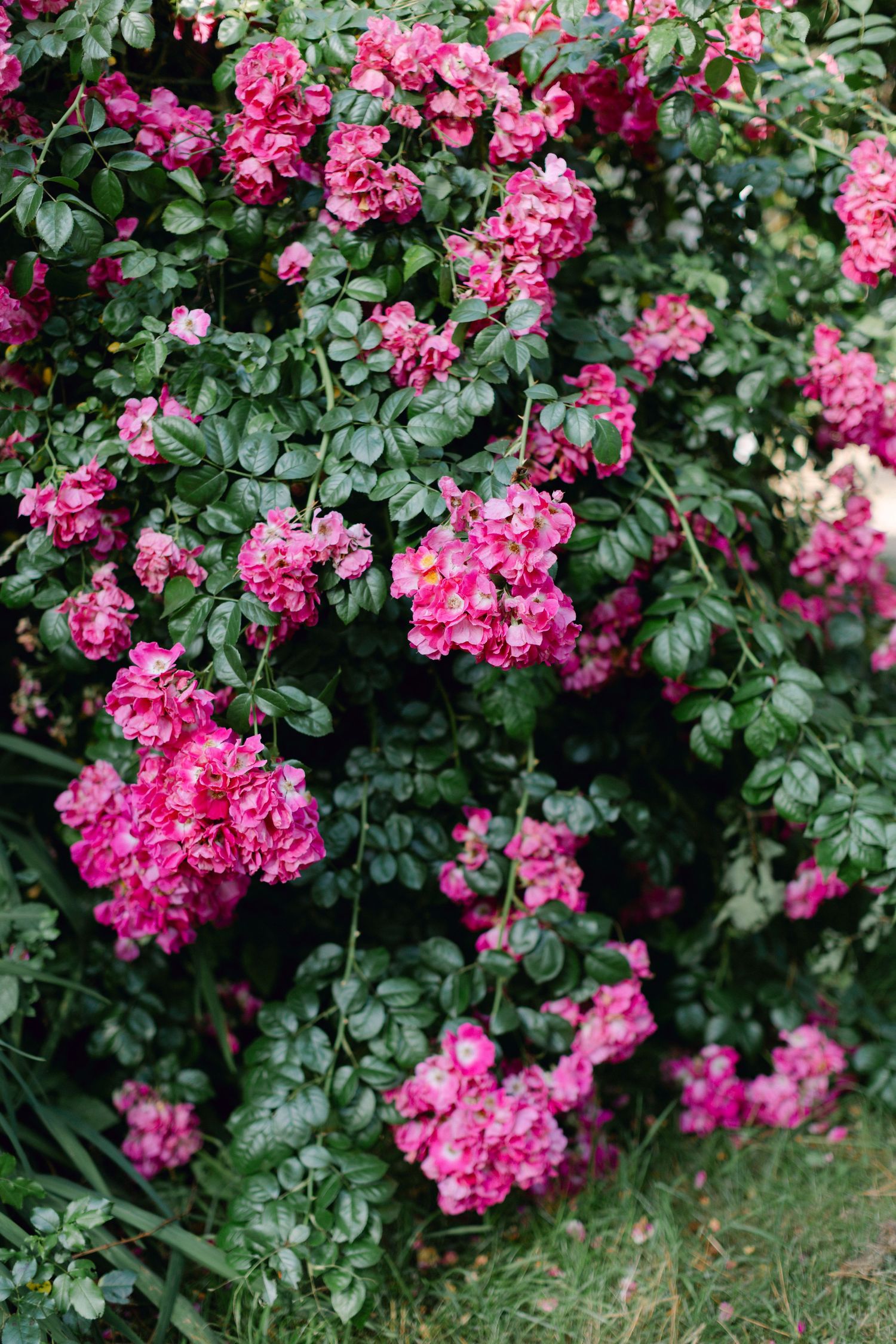 Roses grimpantes roses luxuriantes en pleine floraison en cascade sur un feuillage vert dense dans un jardin.