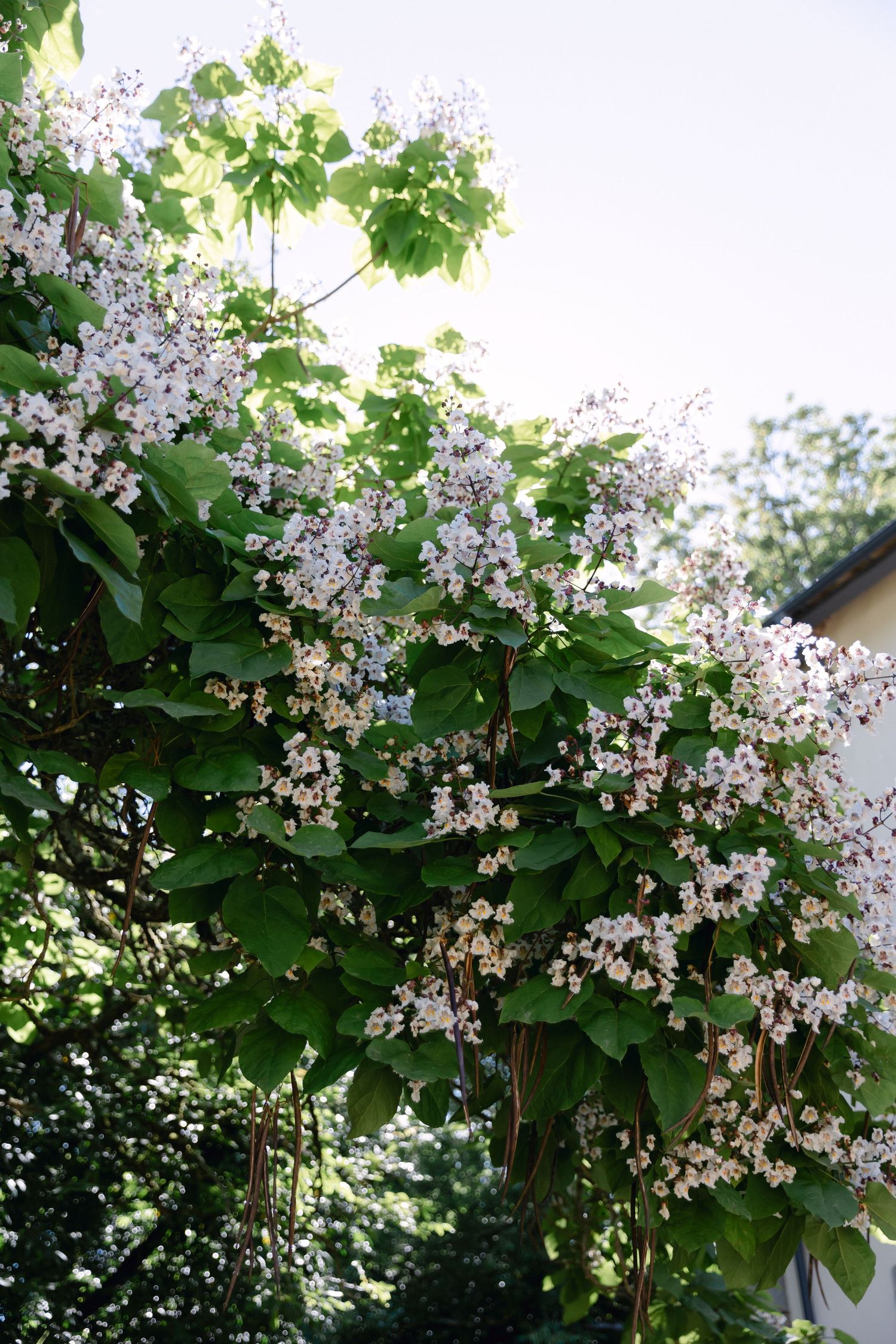Arbre vert luxuriant avec des grappes de fleurs blanches délicates qui fleurissent dans un jardin ensoleillé près d'un bâtiment blanc.
