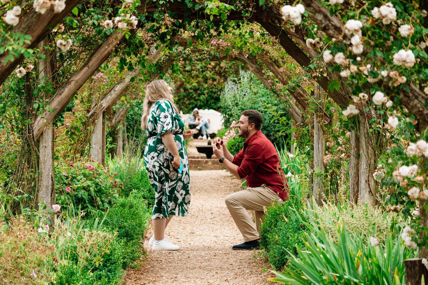 A romantic proposal scene in a beautiful rose garden archway with blooming flowers.