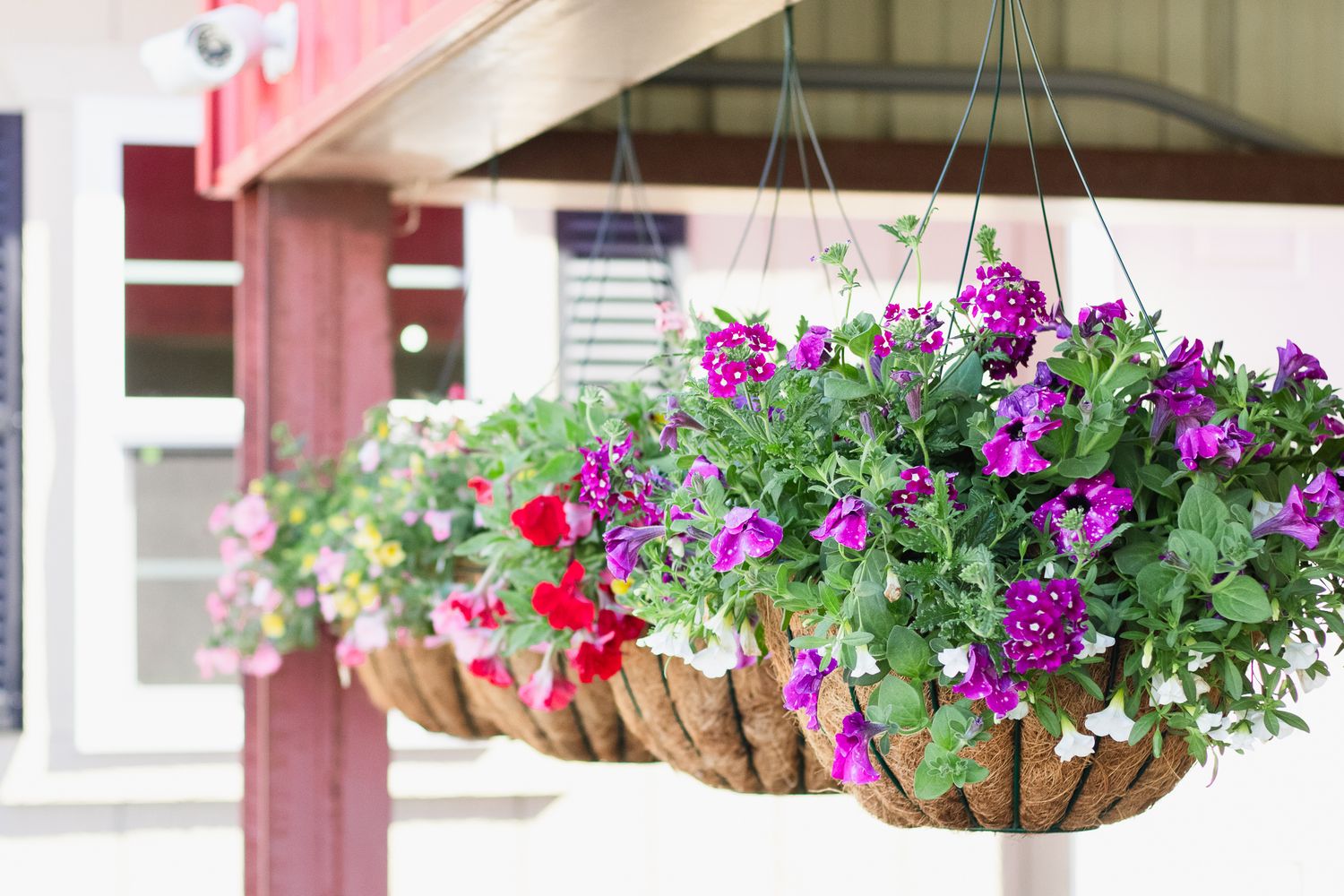 Small town market garden in Florence, SC South Carolina photographer. Small business branding photography. Produce farmers market spring