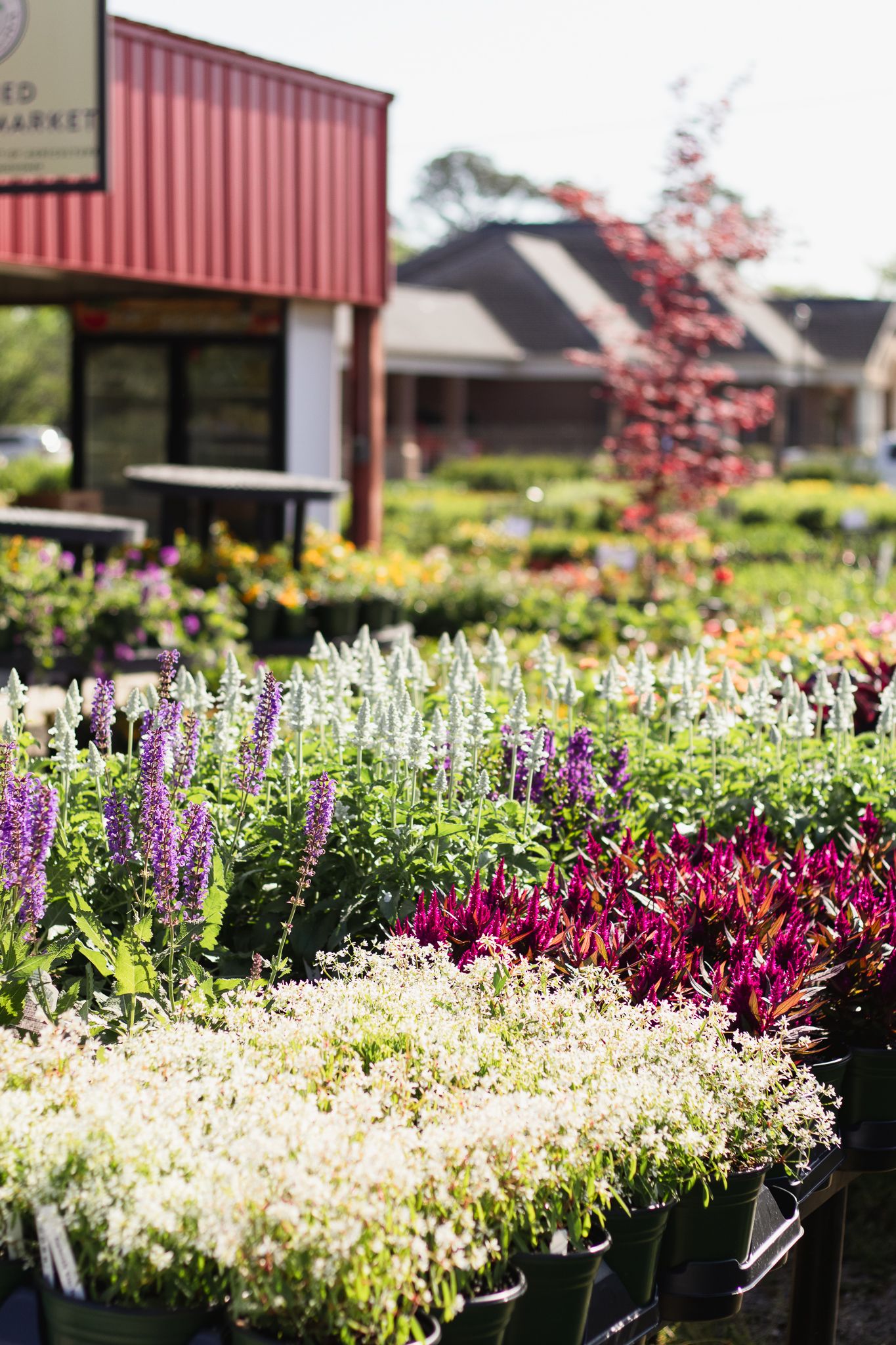 Small town market garden in Florence, SC South Carolina photographer. Small business branding photography. Produce farmers market spring