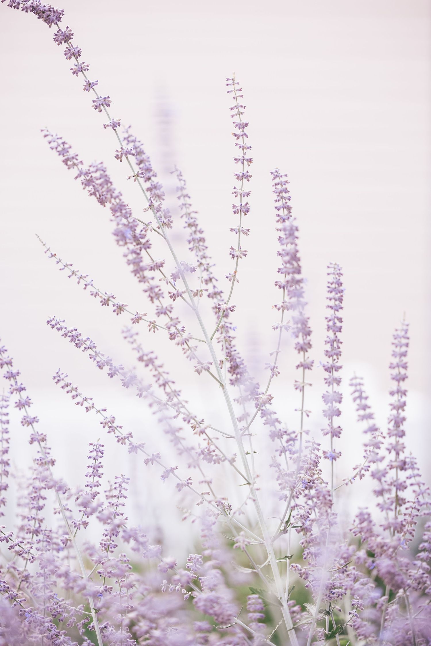 Lavender