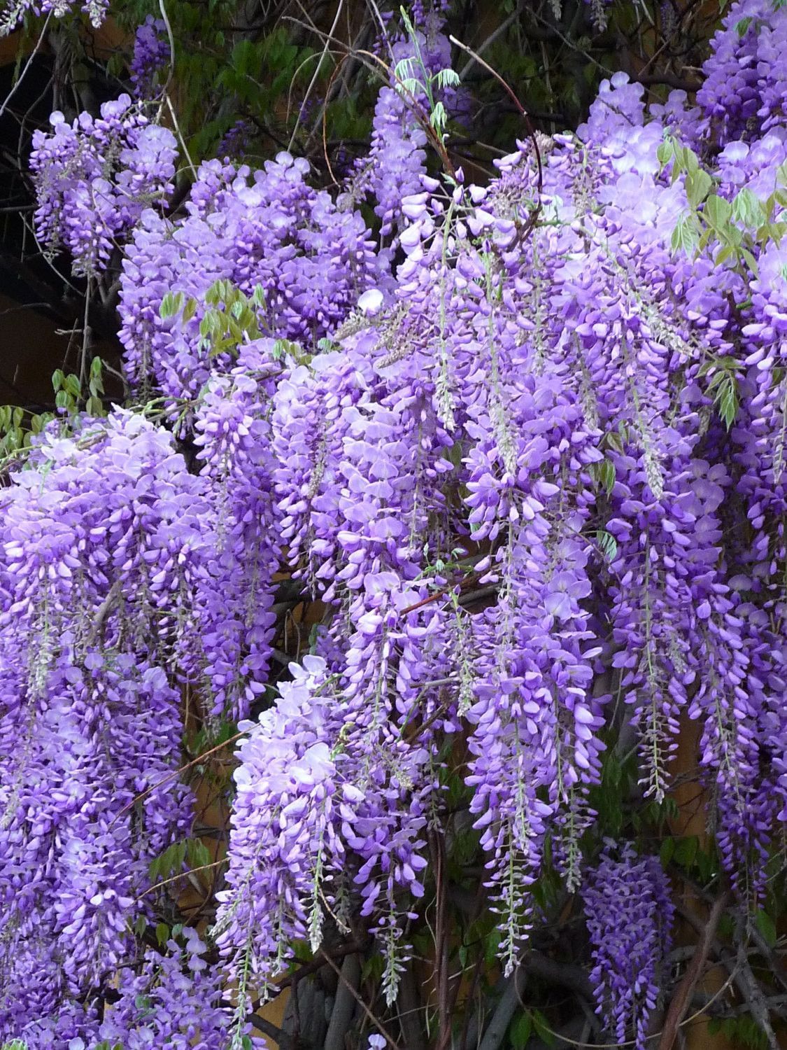 Scone NSW Gardens and Maintenance
