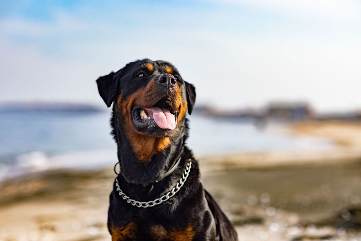 Hobart Pet Photography