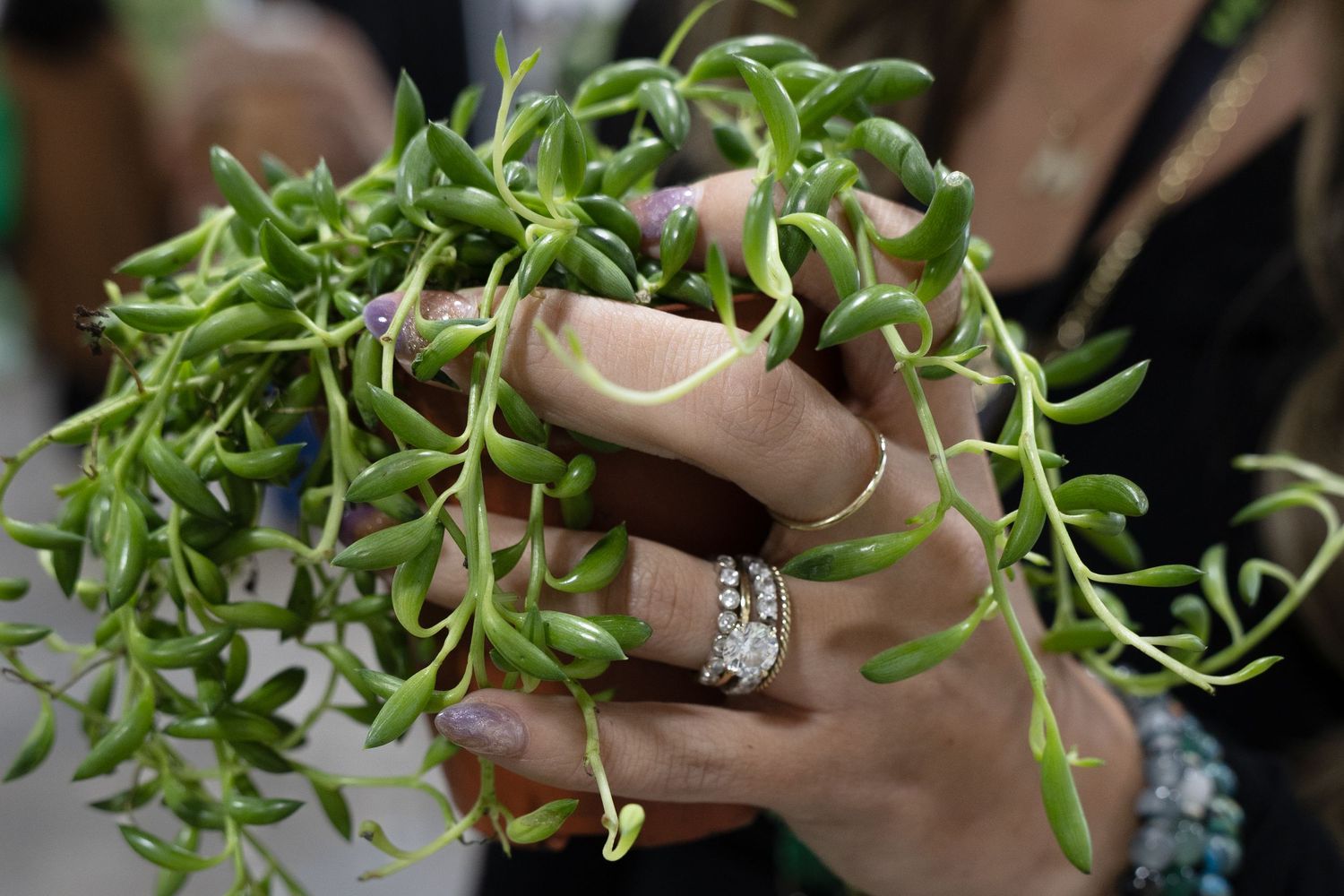 A hand wearing silver rings holds a lush string of pearls succulent plant with trailing green vines.