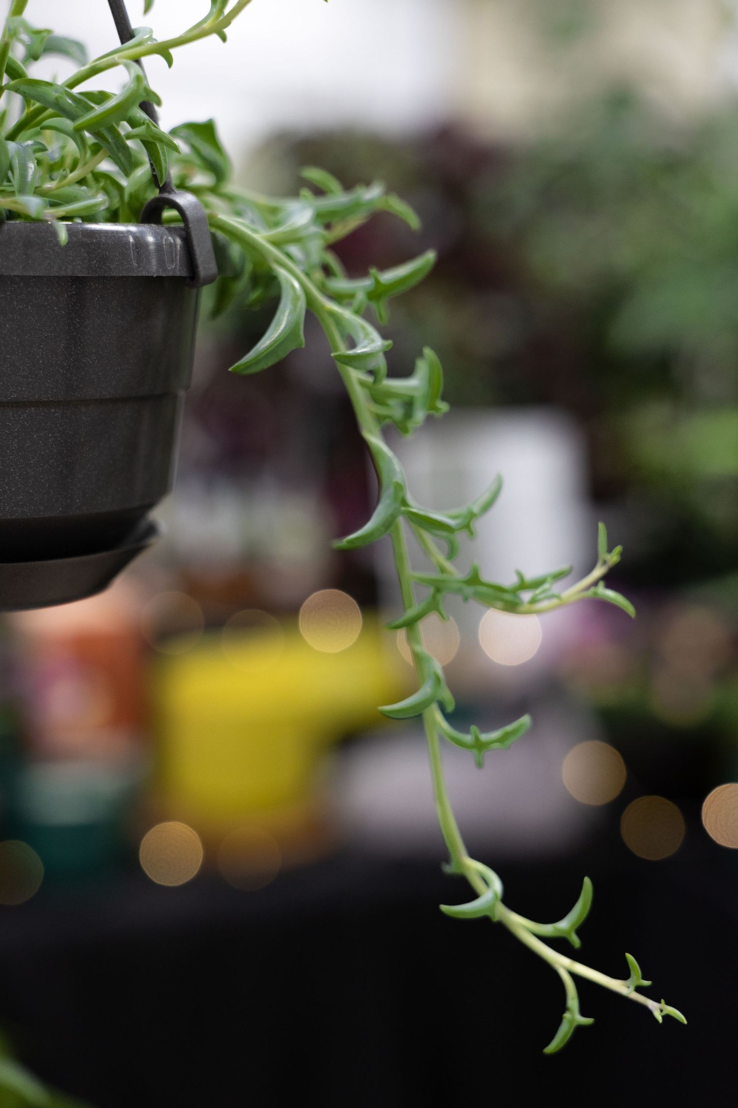 A delicate green plant tendril curls gracefully against a soft bokeh background.