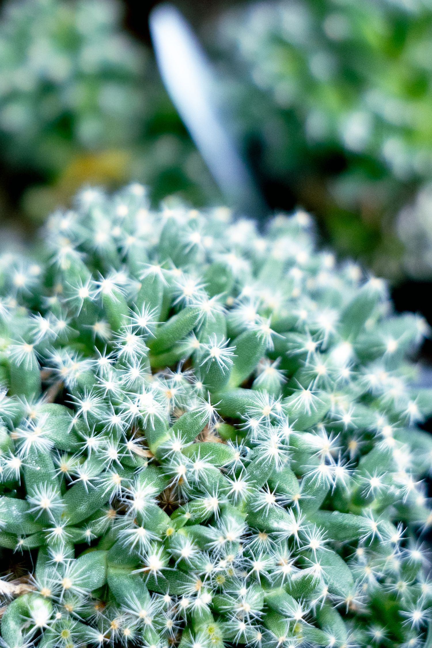 Close-up macro photograph of tiny white star-shaped succulent flowers blooming in a dense cluster.
