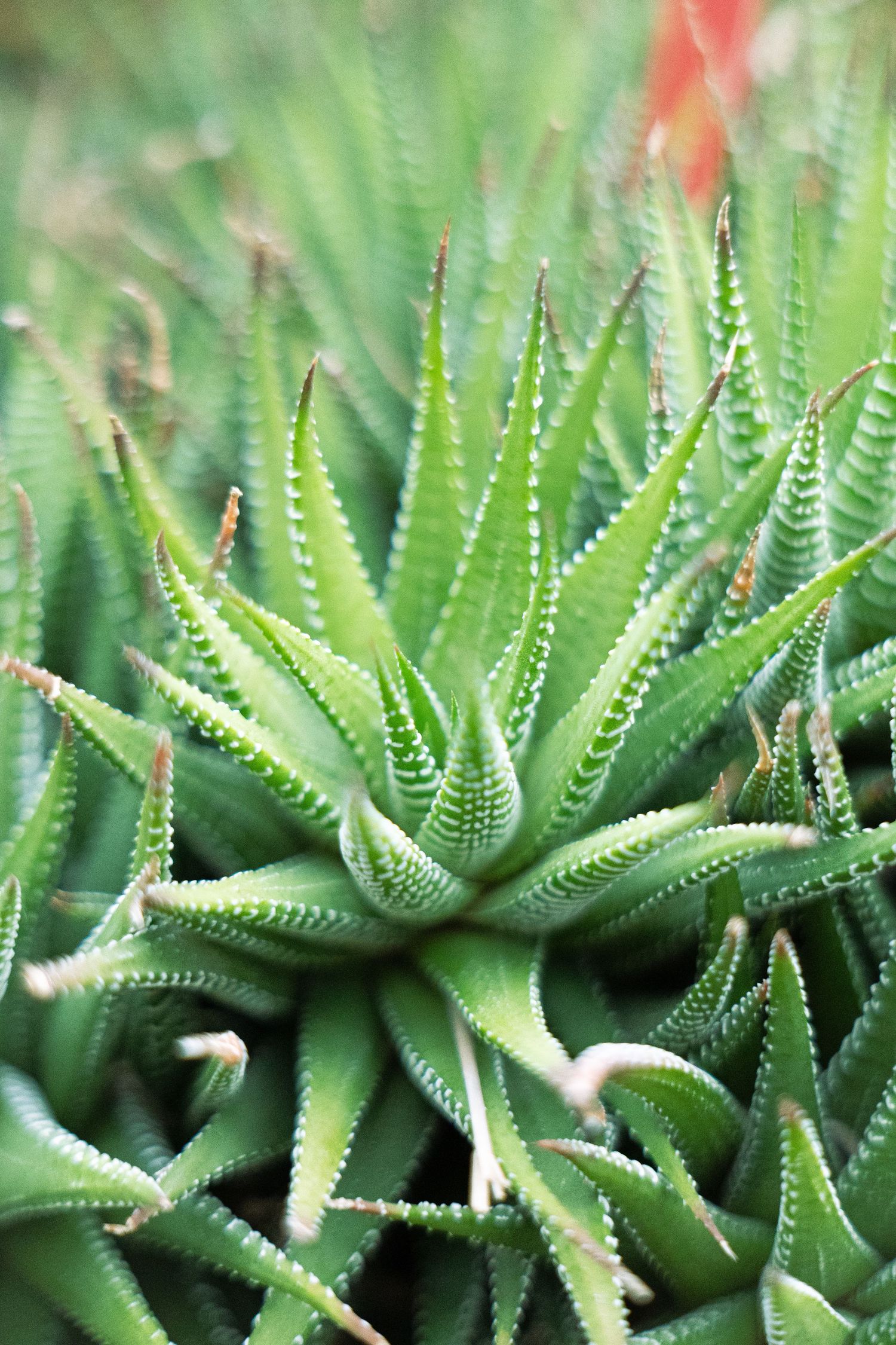 Close-up macro photograph of green succulent plants with spiky leaves arranged in geometric spiral patterns.