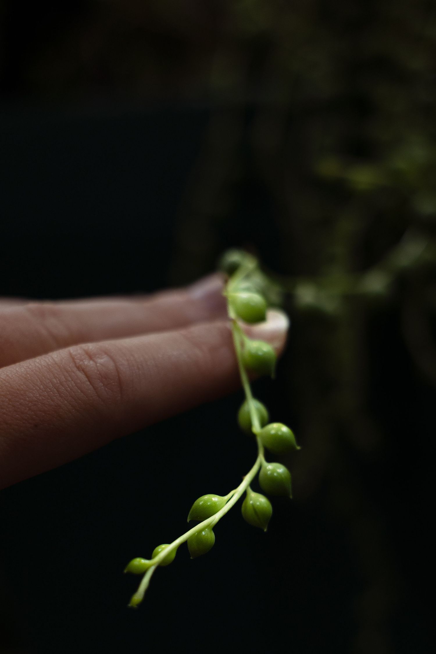 A finger gently holds a tiny green seedling sprouting against a dark background.