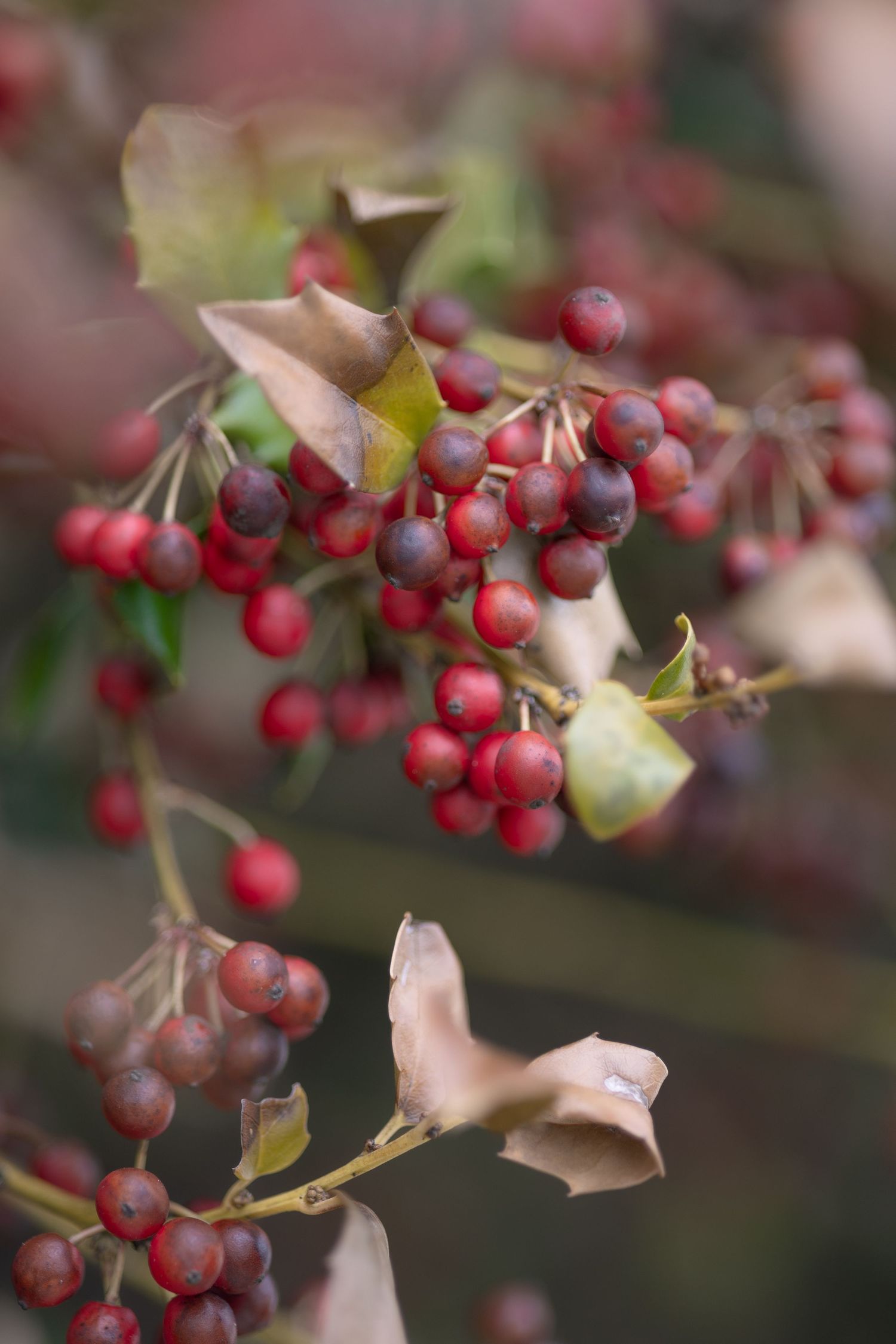 Clusters of small bright red berries growing on branches with dried brown leaves in autumn.