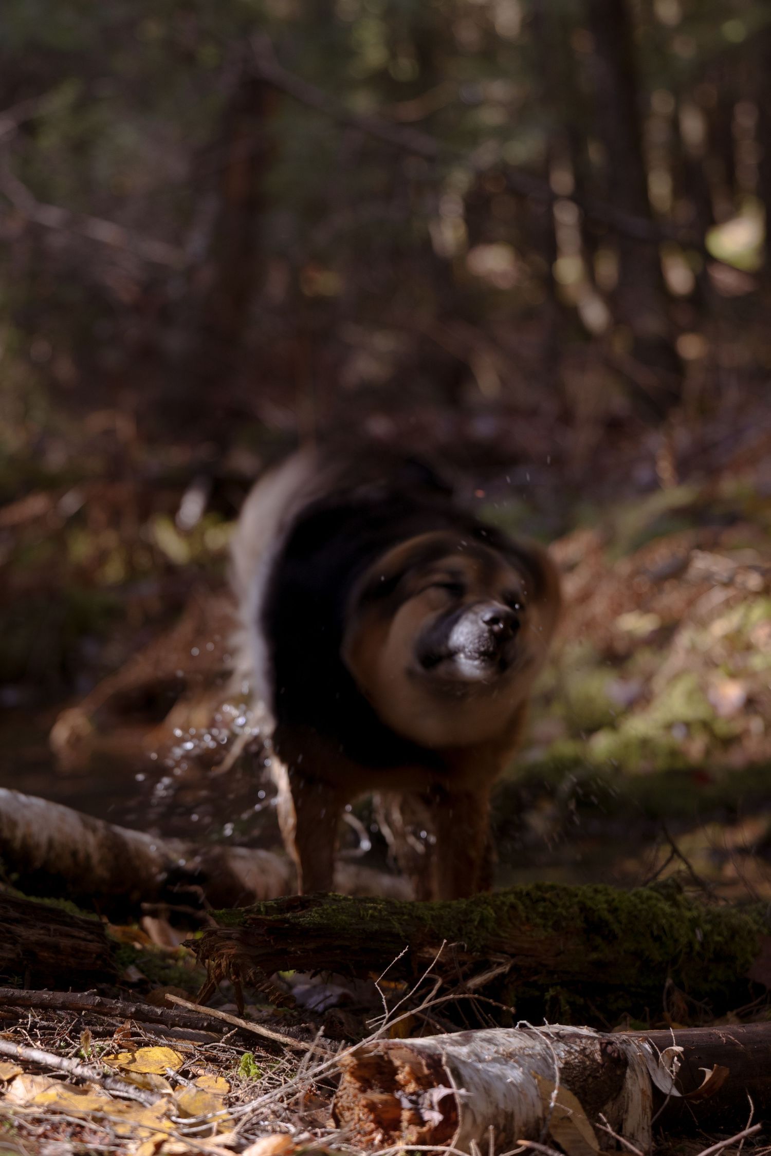A black and brown dog shakes off water while standing in a dark forest setting with fallen leaves.