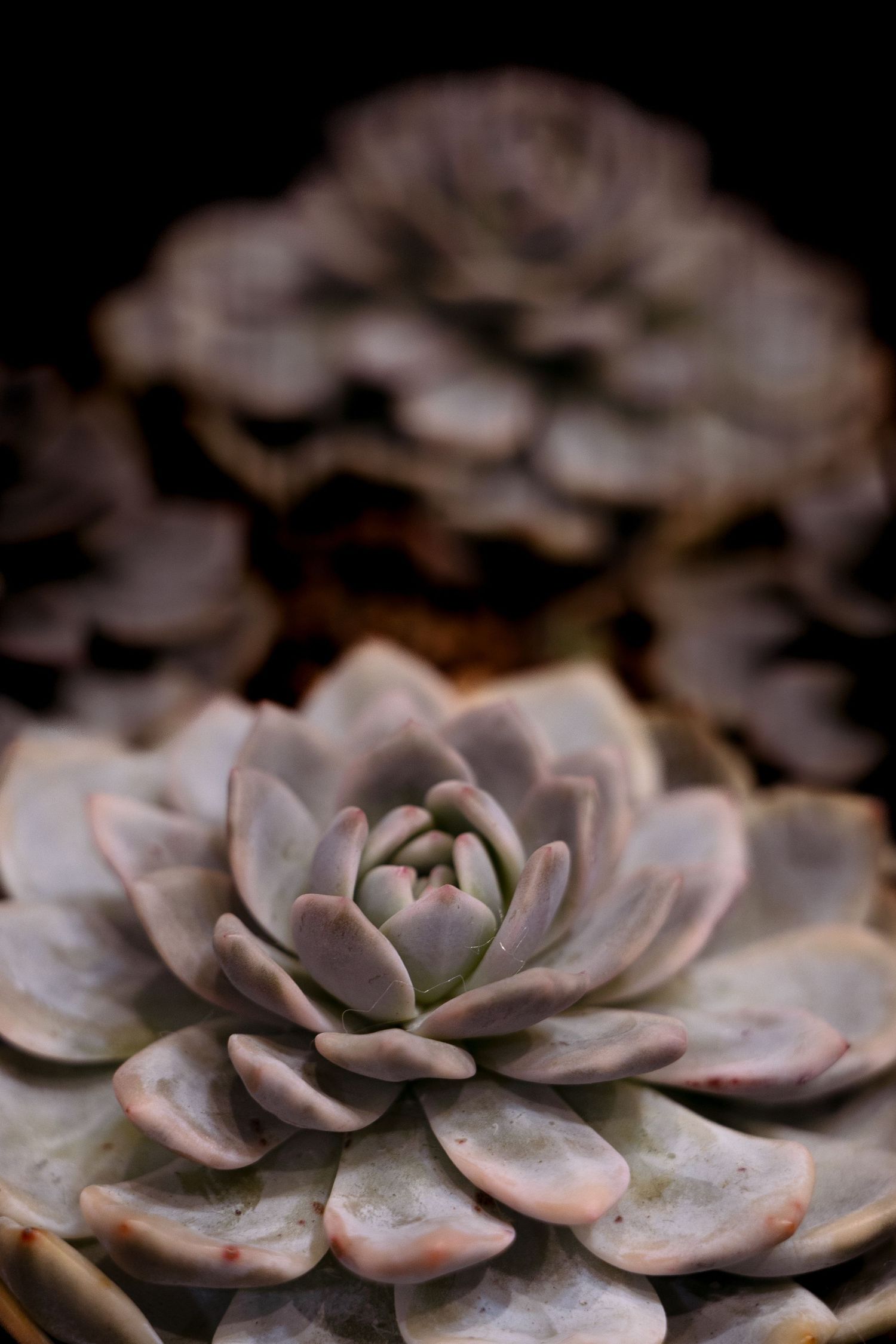 Close-up macro photograph of a dusty pink succulent plant showing detailed rosette pattern of fleshy leaves in low light.