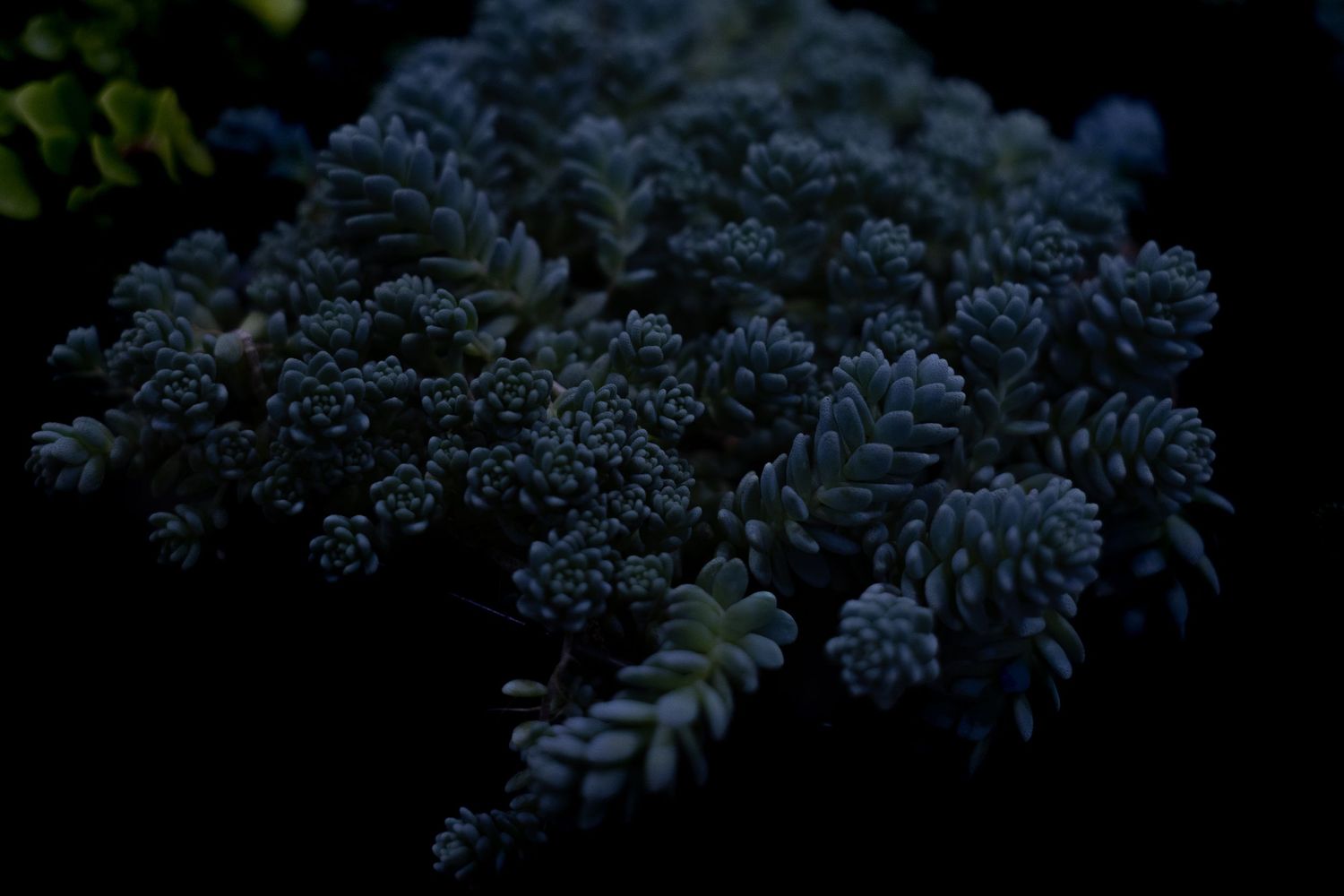 White flowering plants against a dark background create a dramatic botanical composition.
