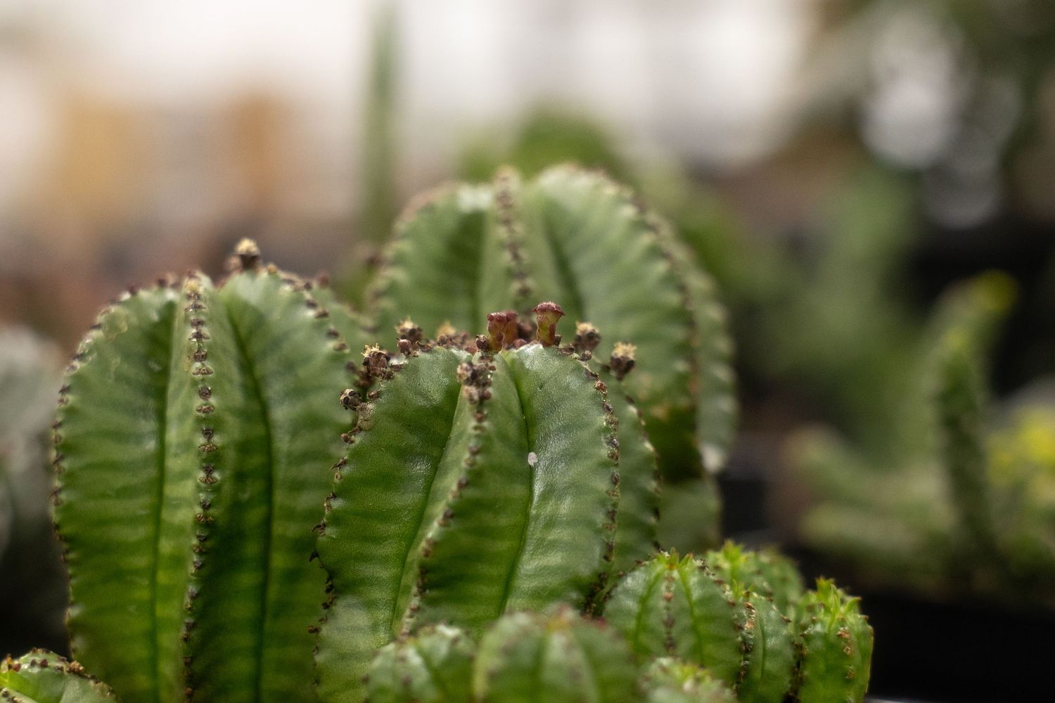 Close-up view of spiky green succulent plant leaves with small red flowers growing along the edges.