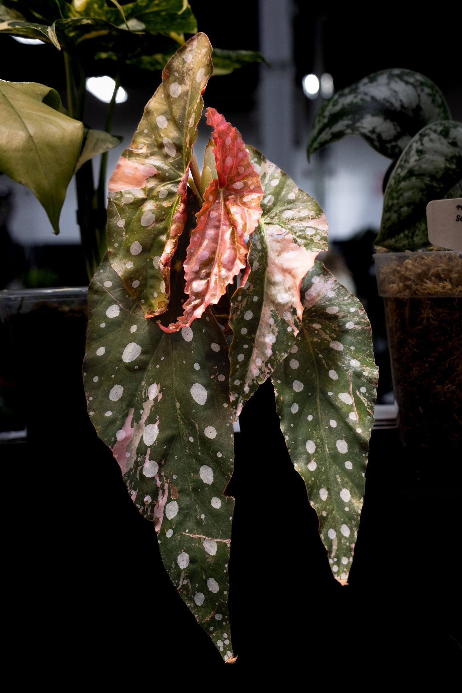 Spotted green and pink Begonia maculata leaves with distinctive polka dot patterns in dark lighting.