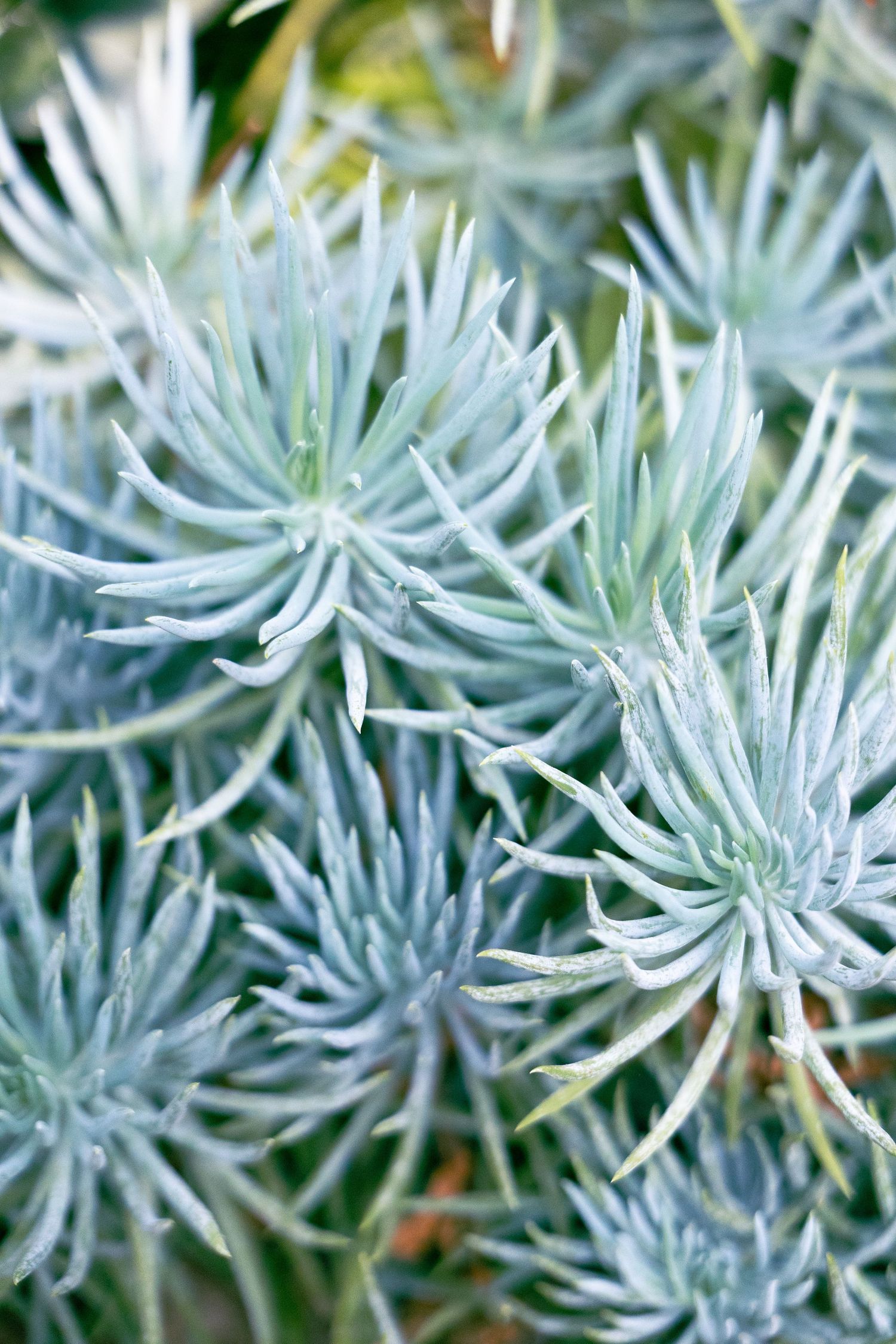 Close-up macro photograph of silvery blue succulent plants with spiky leaves creating a delicate pattern.