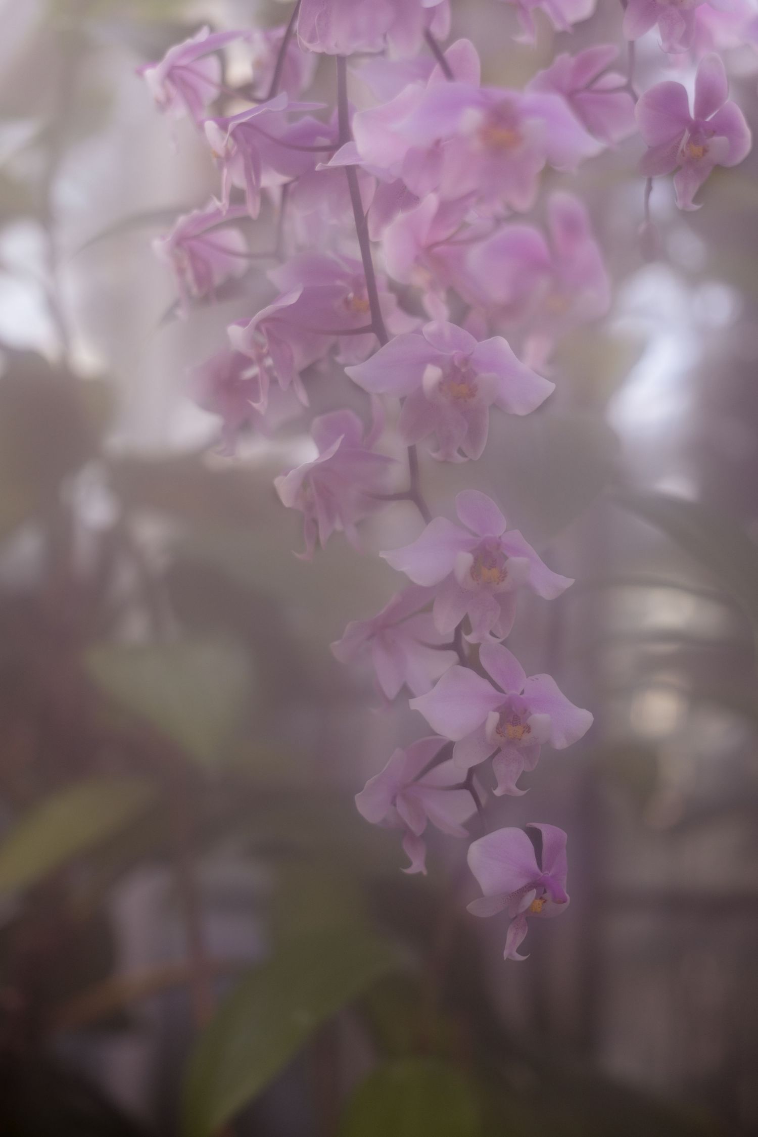 Delicate pink orchid flowers bloom in soft focus against a blurred background creating a dreamy atmosphere.