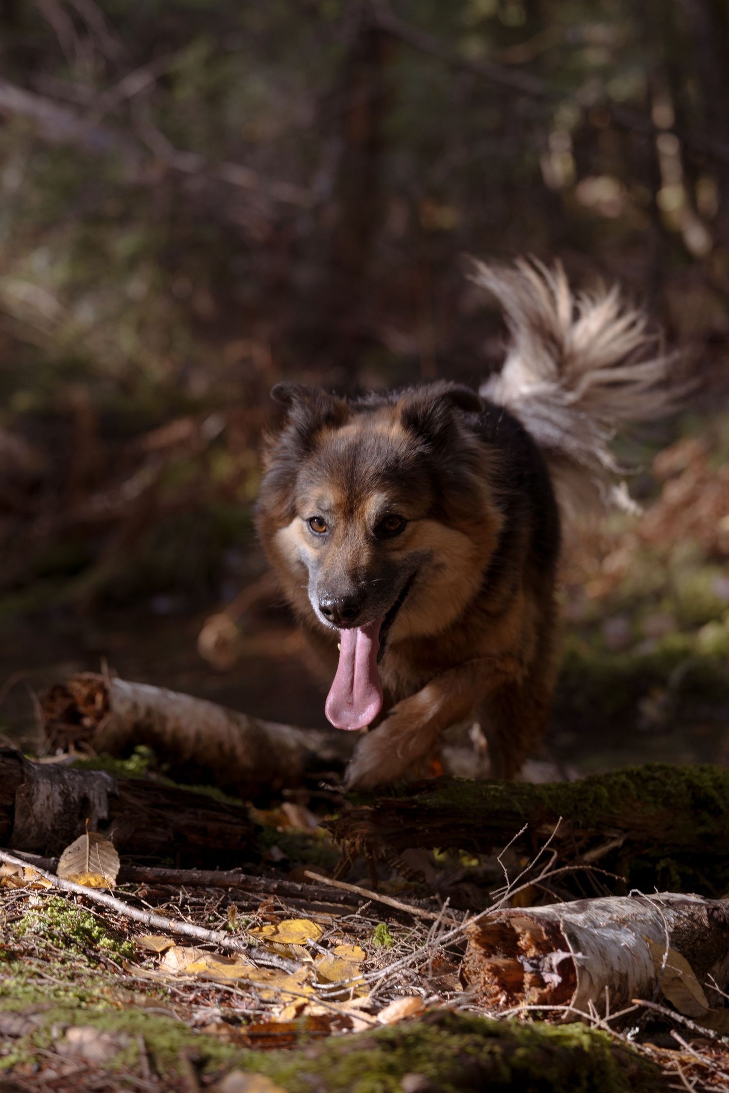 A happy dog with brown fur and fluffy tail runs through a forest path covered in fallen leaves and logs.