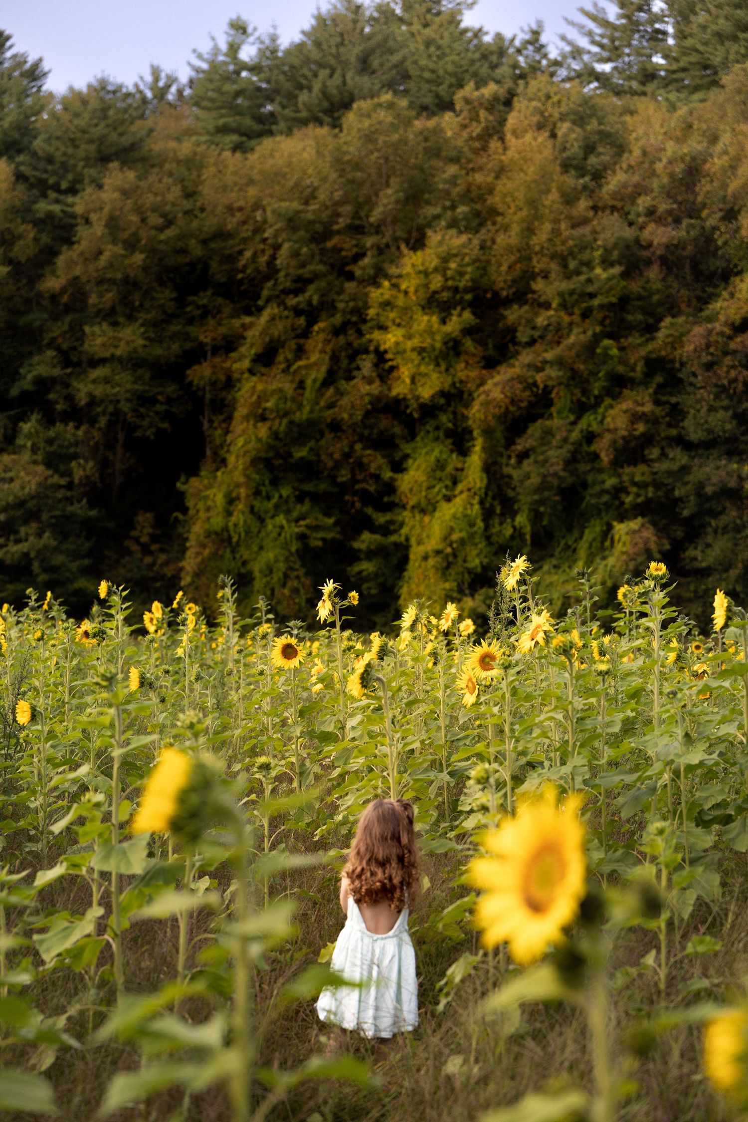 A person in white stands among tall blooming sunflowers in a field bordered by autumn trees.