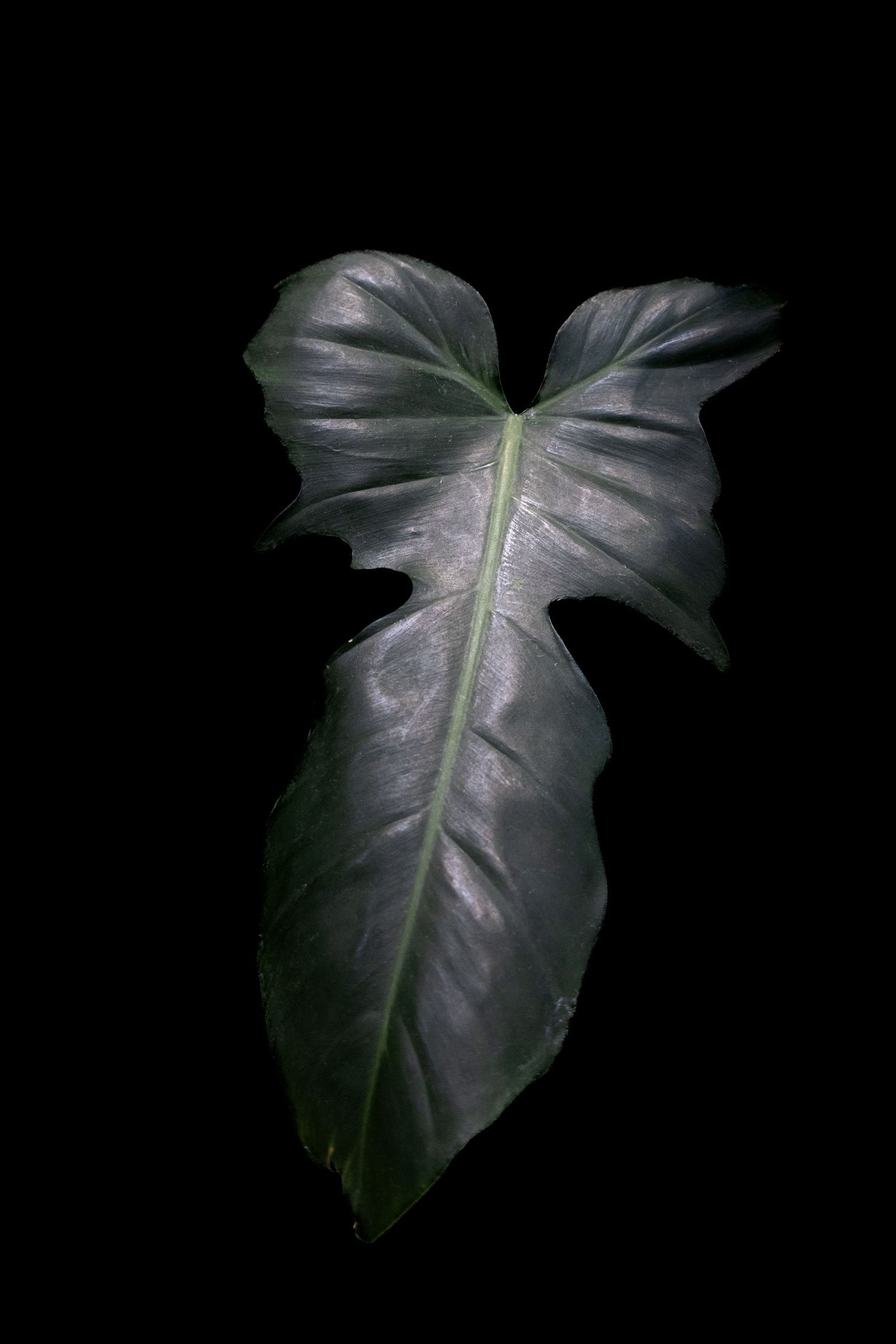A dark green philodendron leaf dramatically lit against a black background, showcasing its glossy texture and veining.