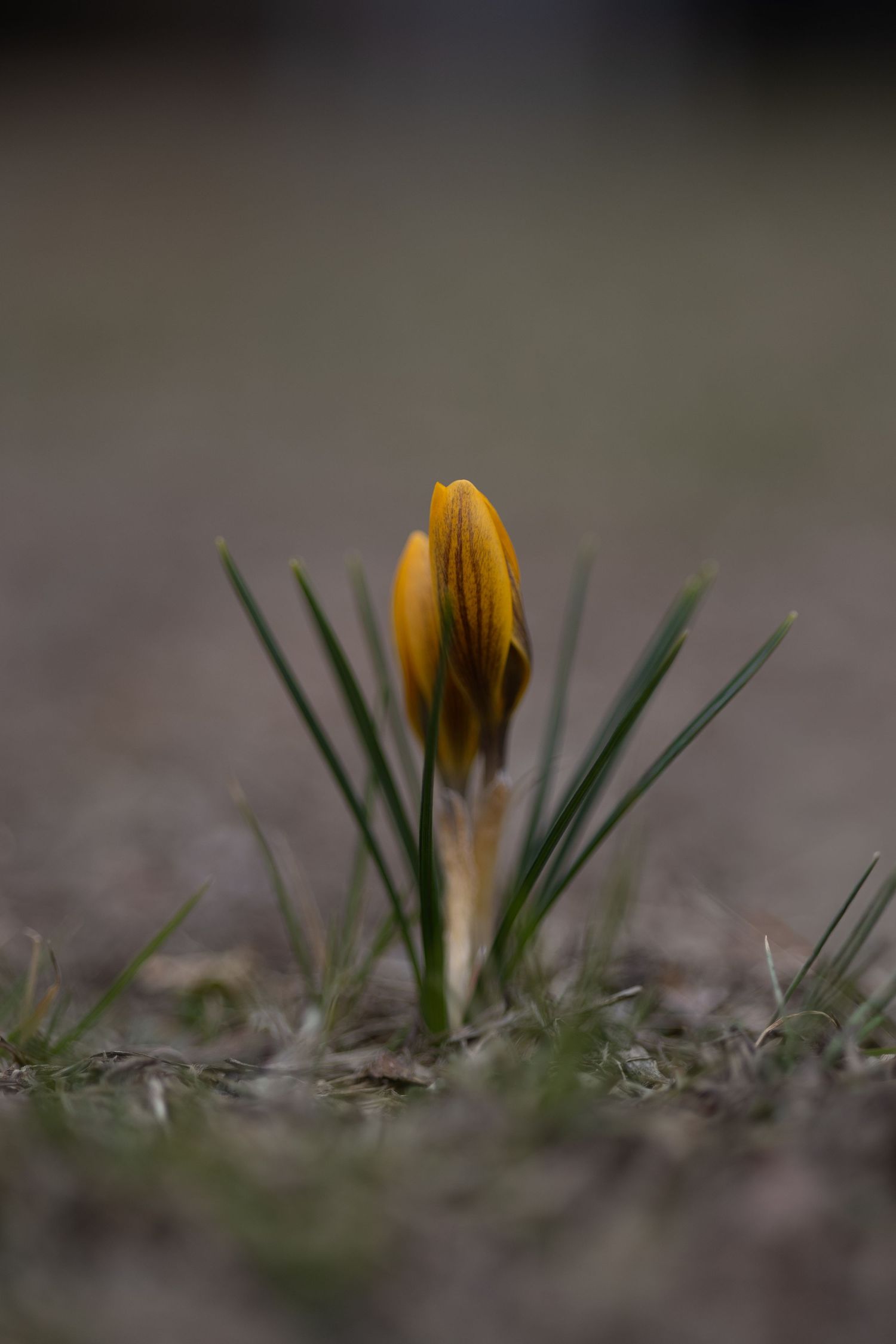 Yellow crocus flowers emerging from the ground in early spring with blurred background and shallow depth of field.